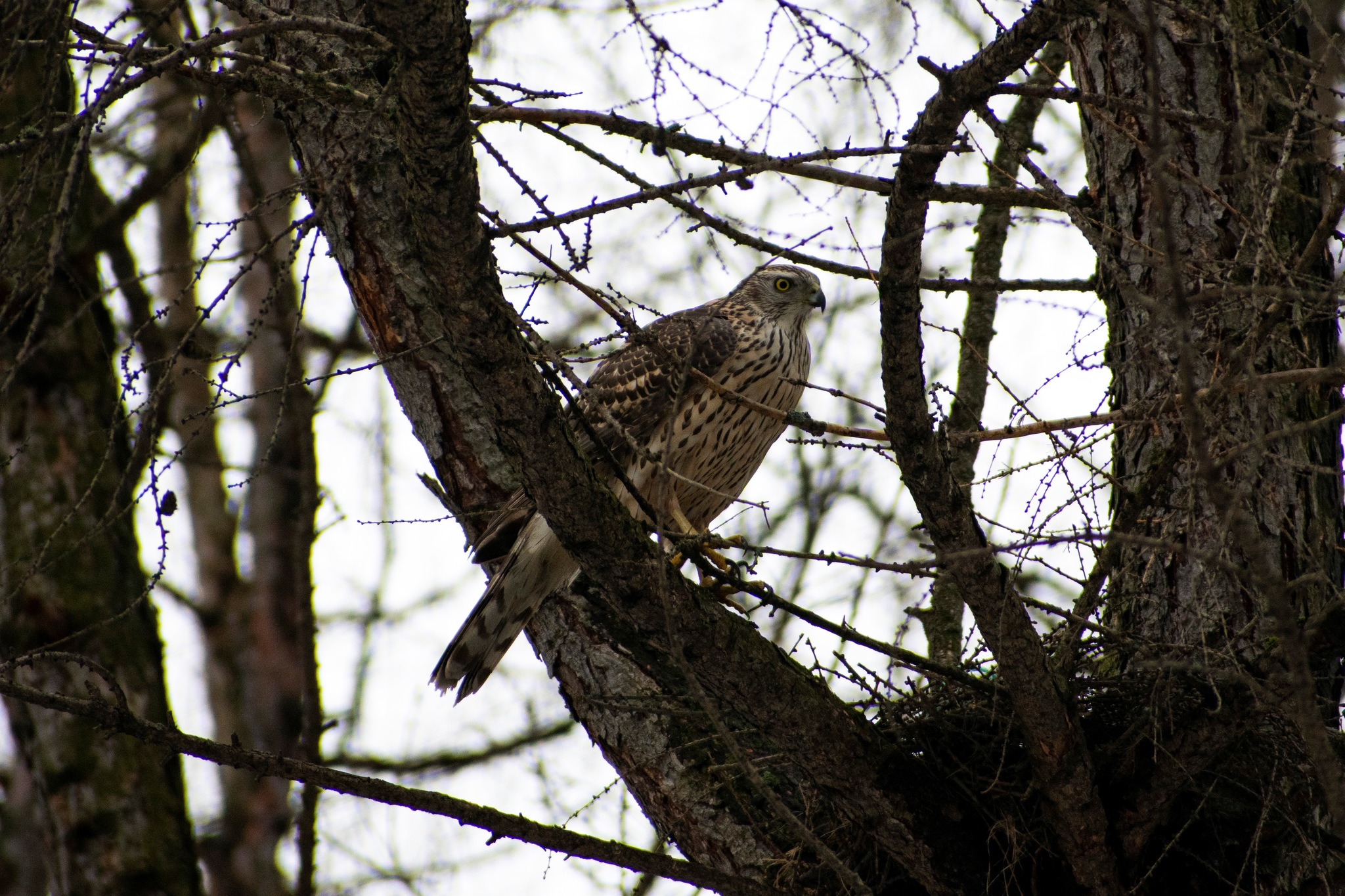 Predator in the city - My, Ornithology, Biology, Birds, Predator birds, Animals, The photo