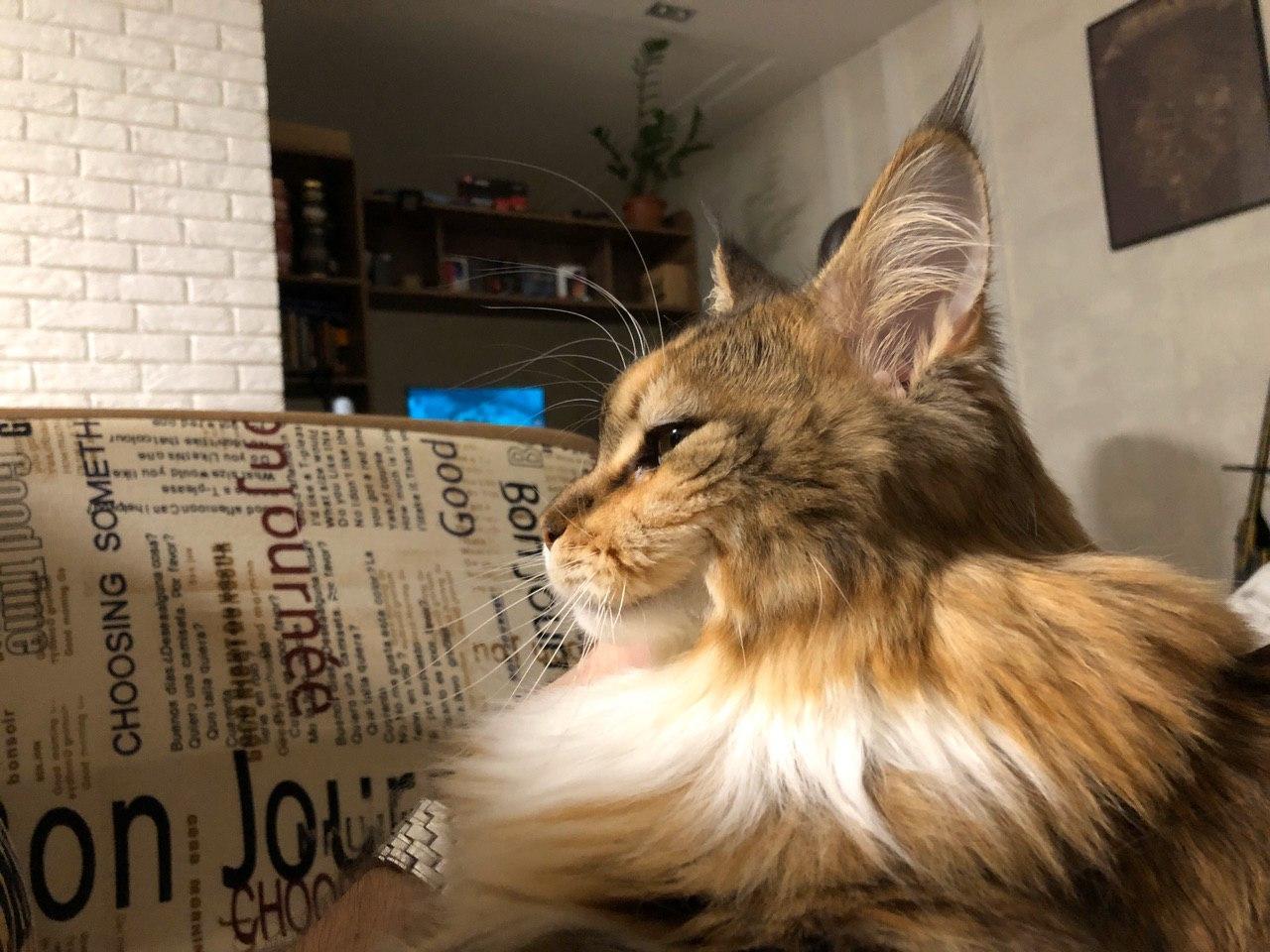 Cat Grace - My, Catomafia, Maine Coon, Longpost, cat