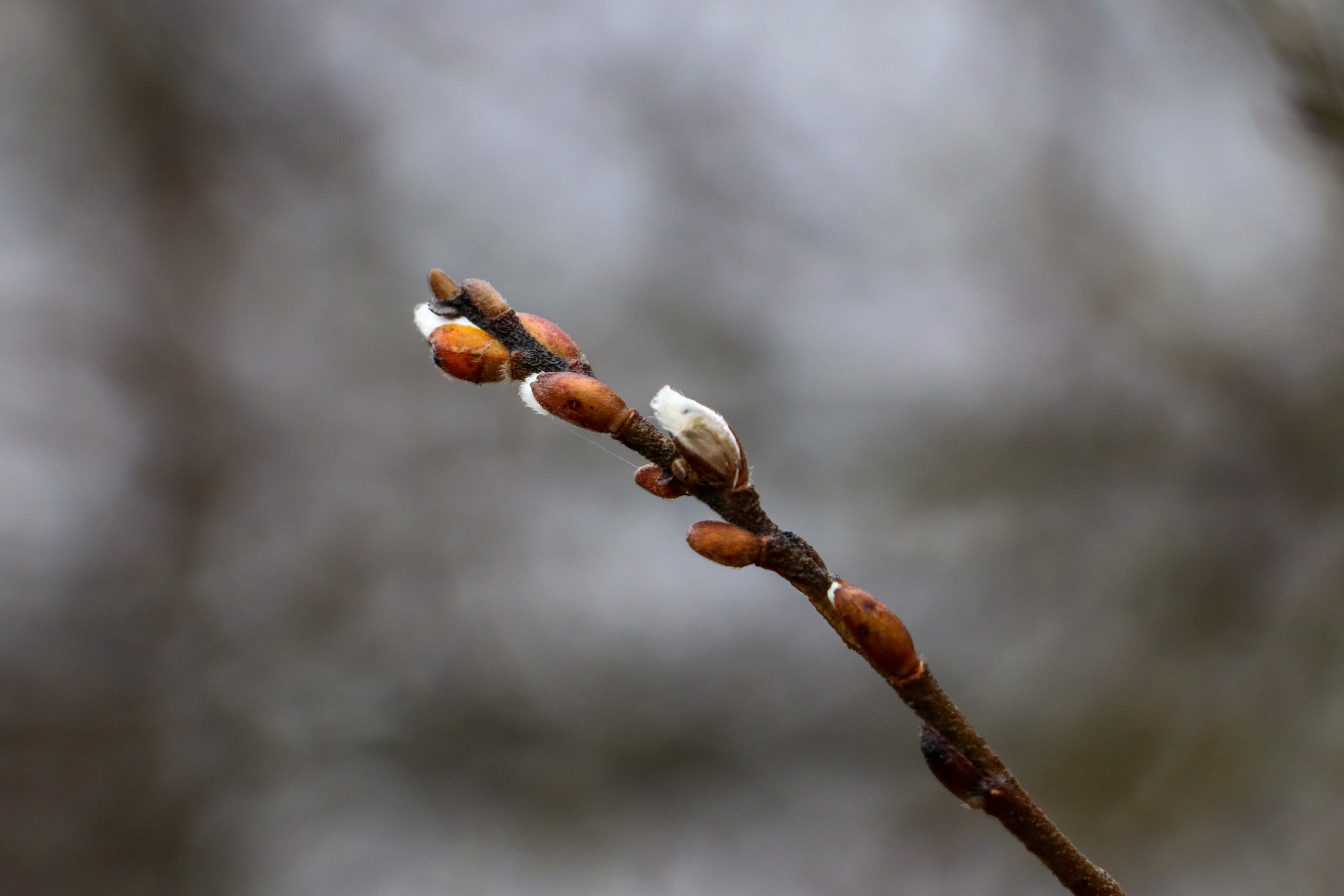 Весеннее-дождливое - Моё, Фотография, Весна, Дождь, Canon 800D, 18-135 stm, Длиннопост