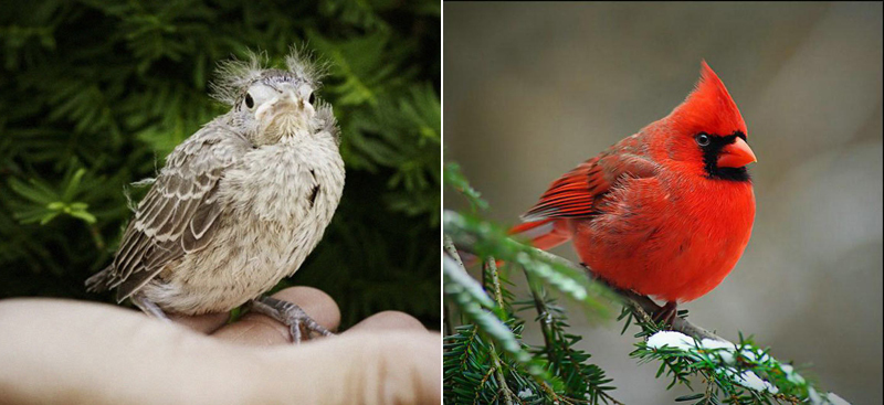 Chicks and adults - Chick, Birds, A selection, Longpost