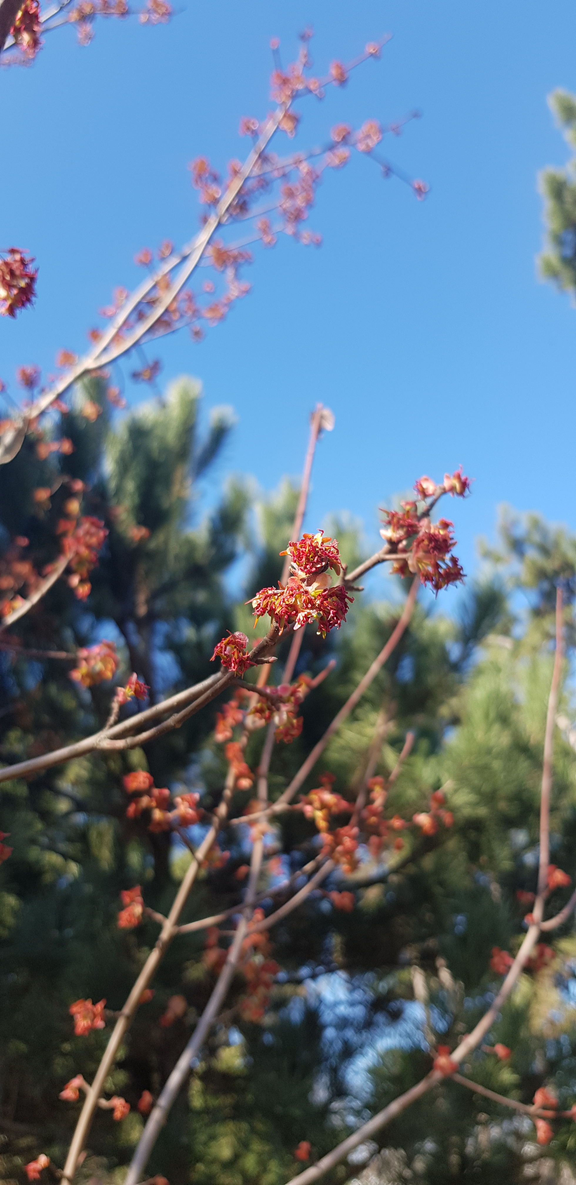 Spring in Krasnodar - My, The photo, Spring, Longpost