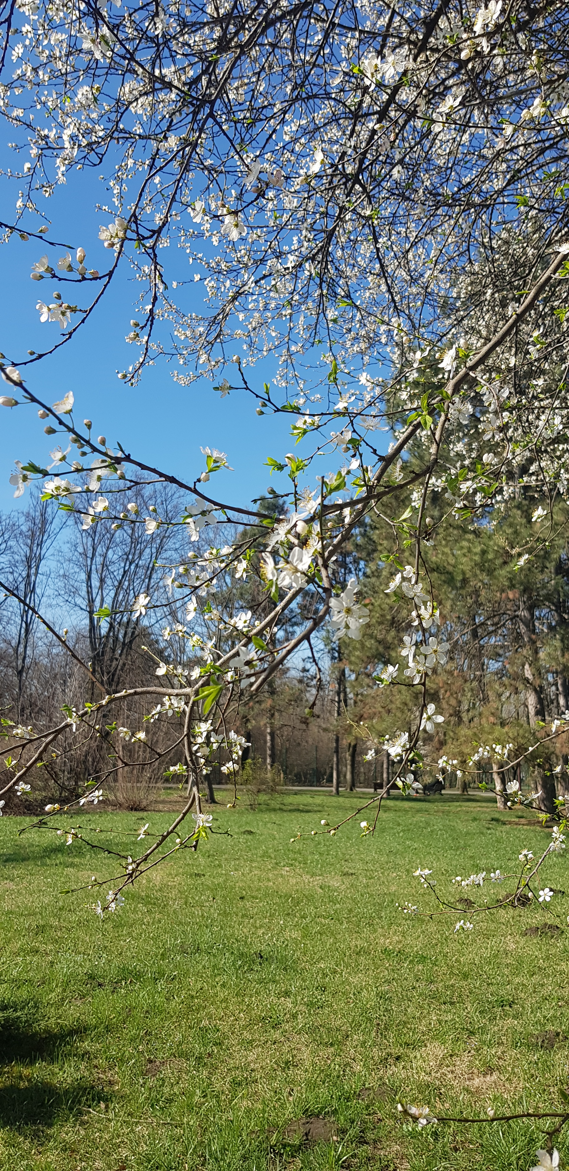 Spring in Krasnodar - My, The photo, Spring, Longpost