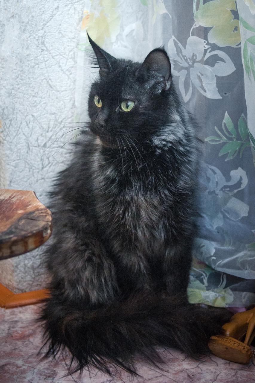 Home for the beautiful Eli! - cat, Moscow, In good hands, Betrayal, Longpost, No rating