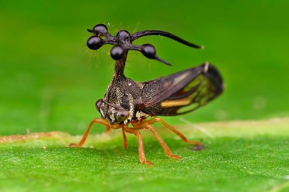 A new insect has been discovered in Nicaragua that looks like something extraterrestrial - Biology, The new kind, Insects, Longpost, Nicaragua, Arthropods