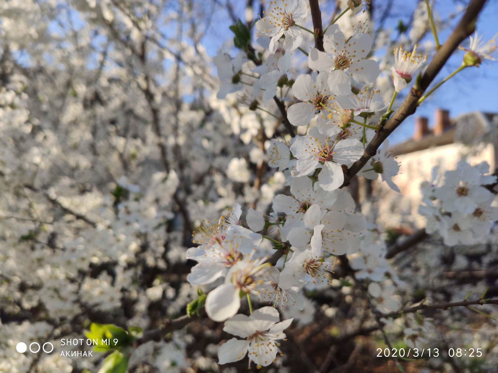 Spring, flowers, it’s good to live in a warm region - My, Spring, beauty, Flowers, Longpost