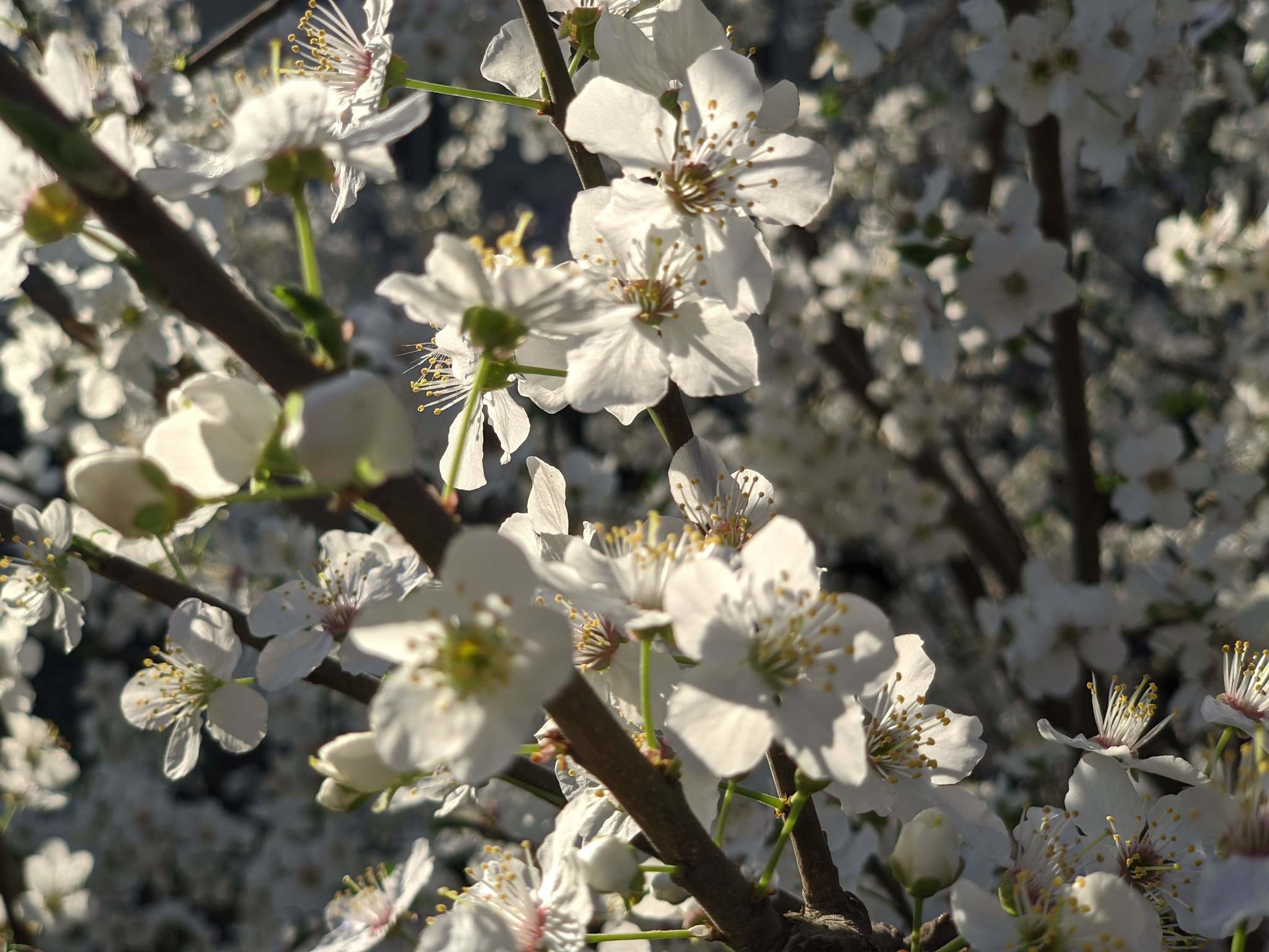 Spring, flowers, it’s good to live in a warm region - My, Spring, beauty, Flowers, Longpost