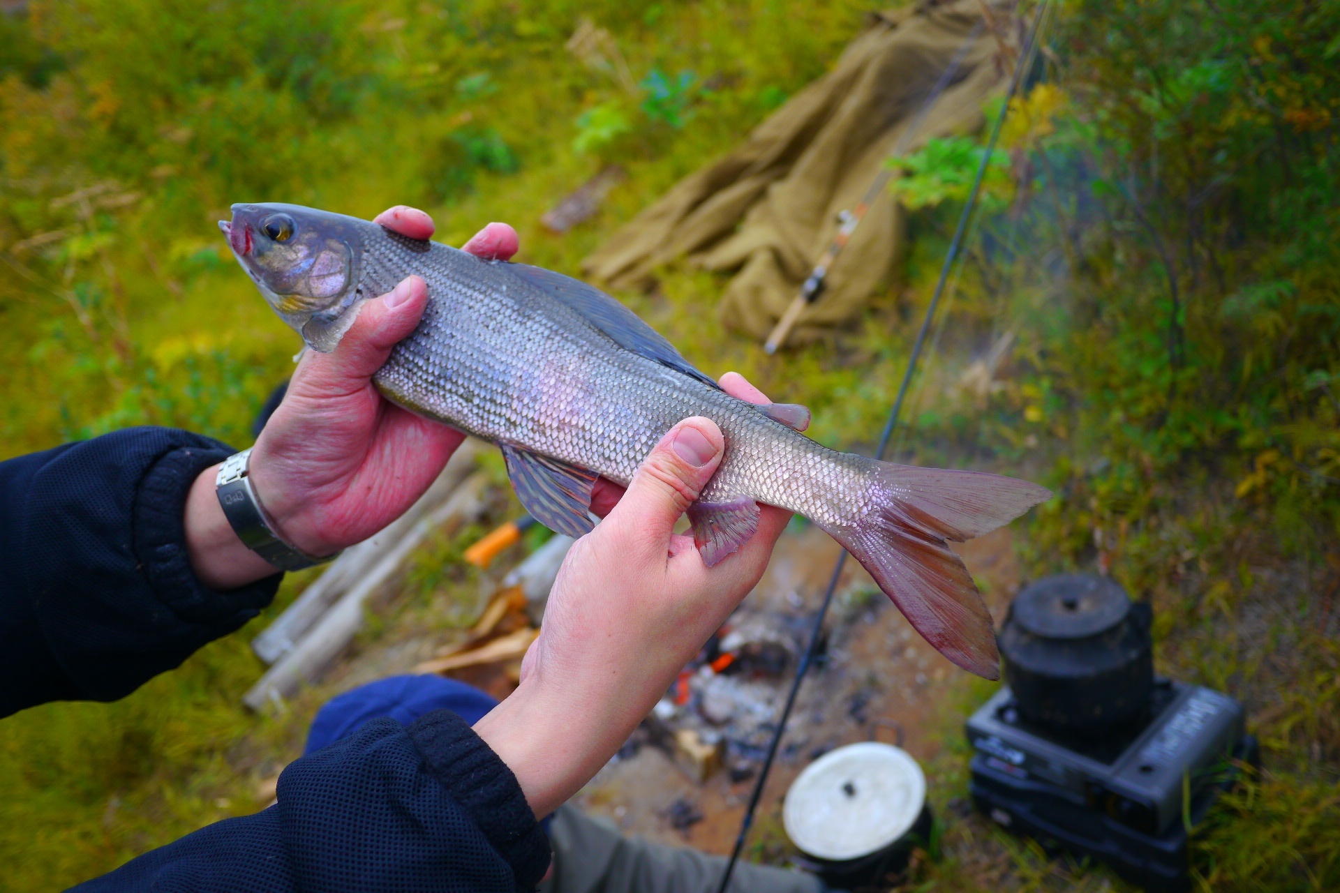 Let's go fishing for grayling one day - My, Fishing, North, Longpost, Grayling