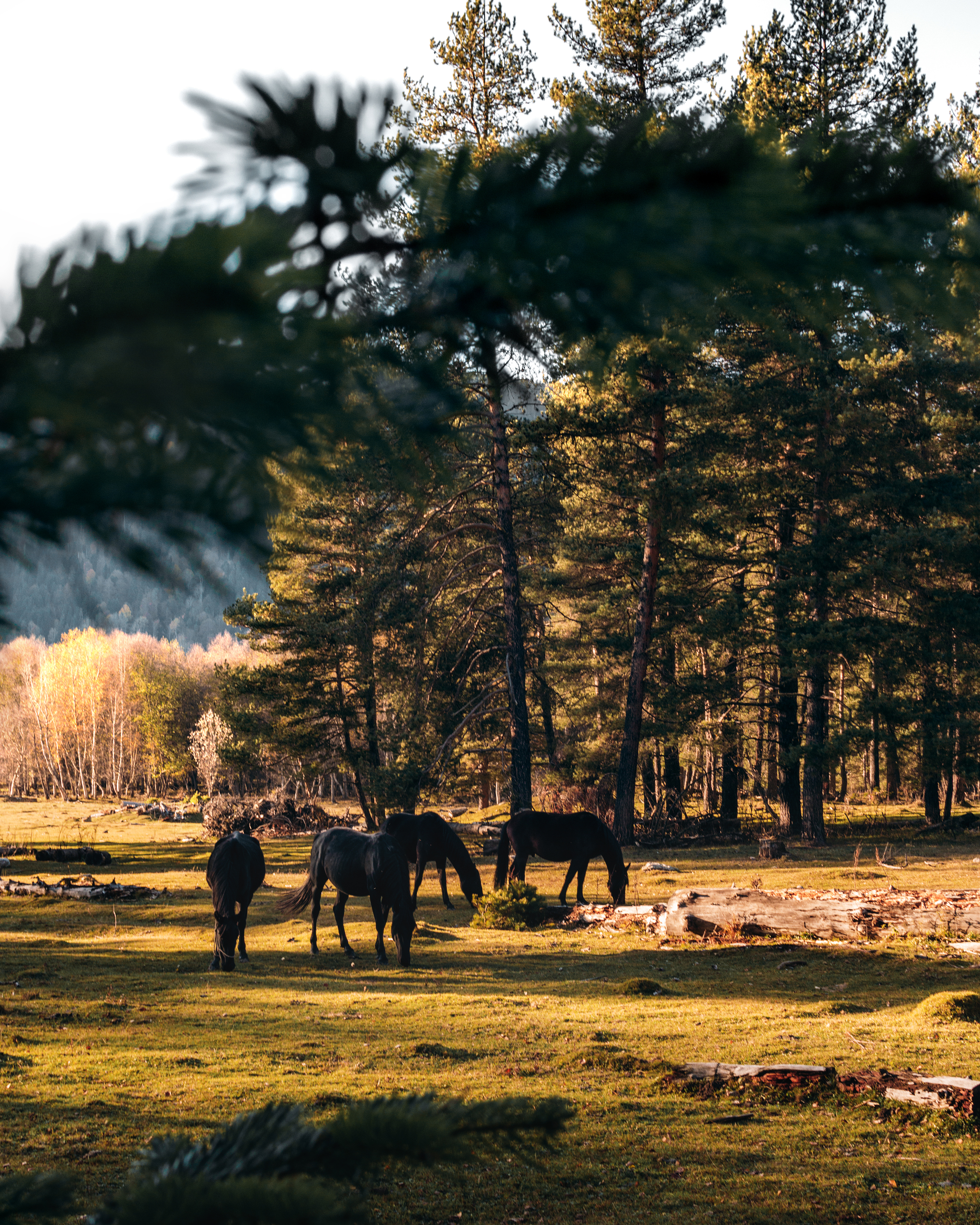 Wildlife of Arkhyz) - My, Arkhyz, Nature, Horses, The photo, Longpost