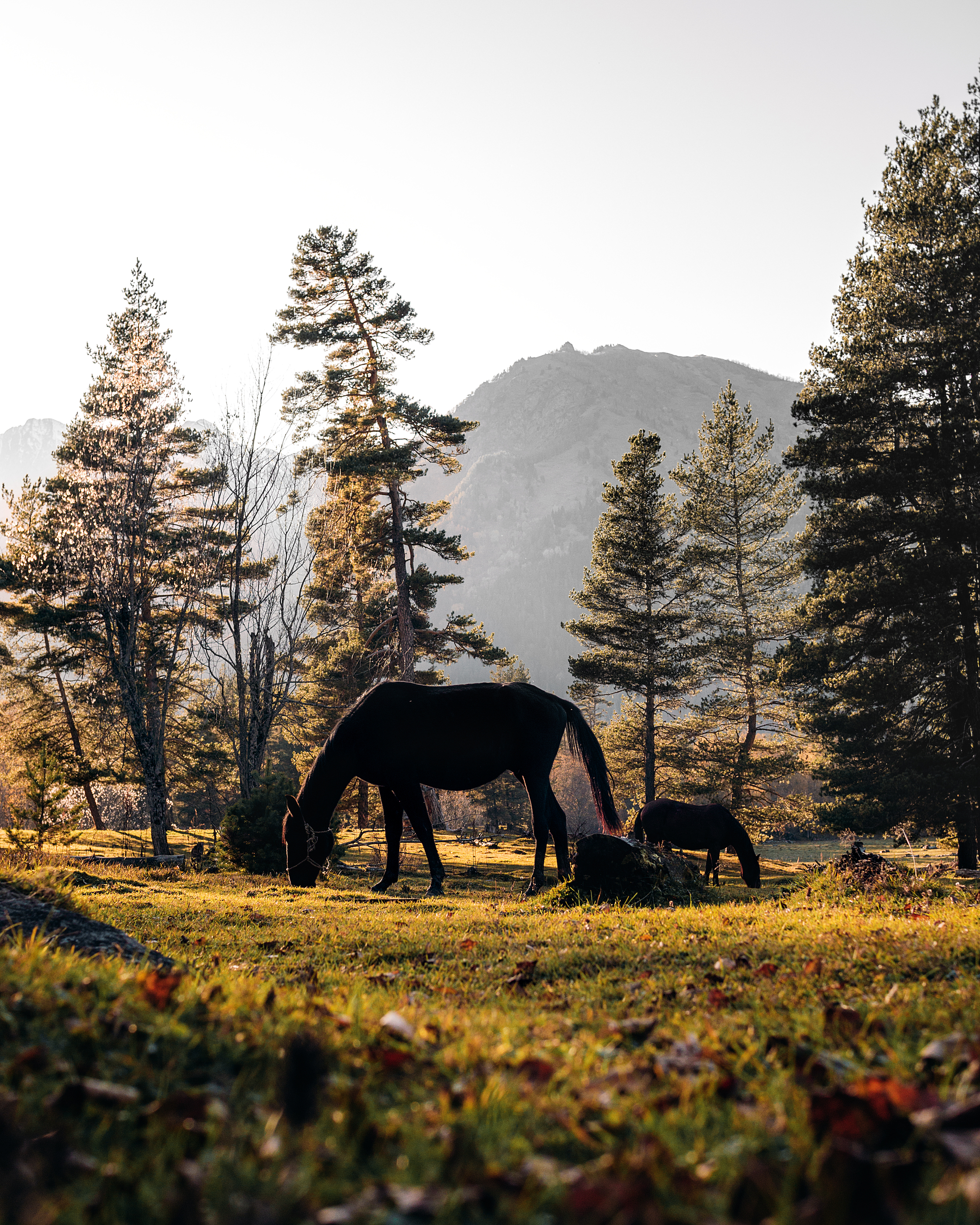 Wildlife of Arkhyz) - My, Arkhyz, Nature, Horses, The photo, Longpost