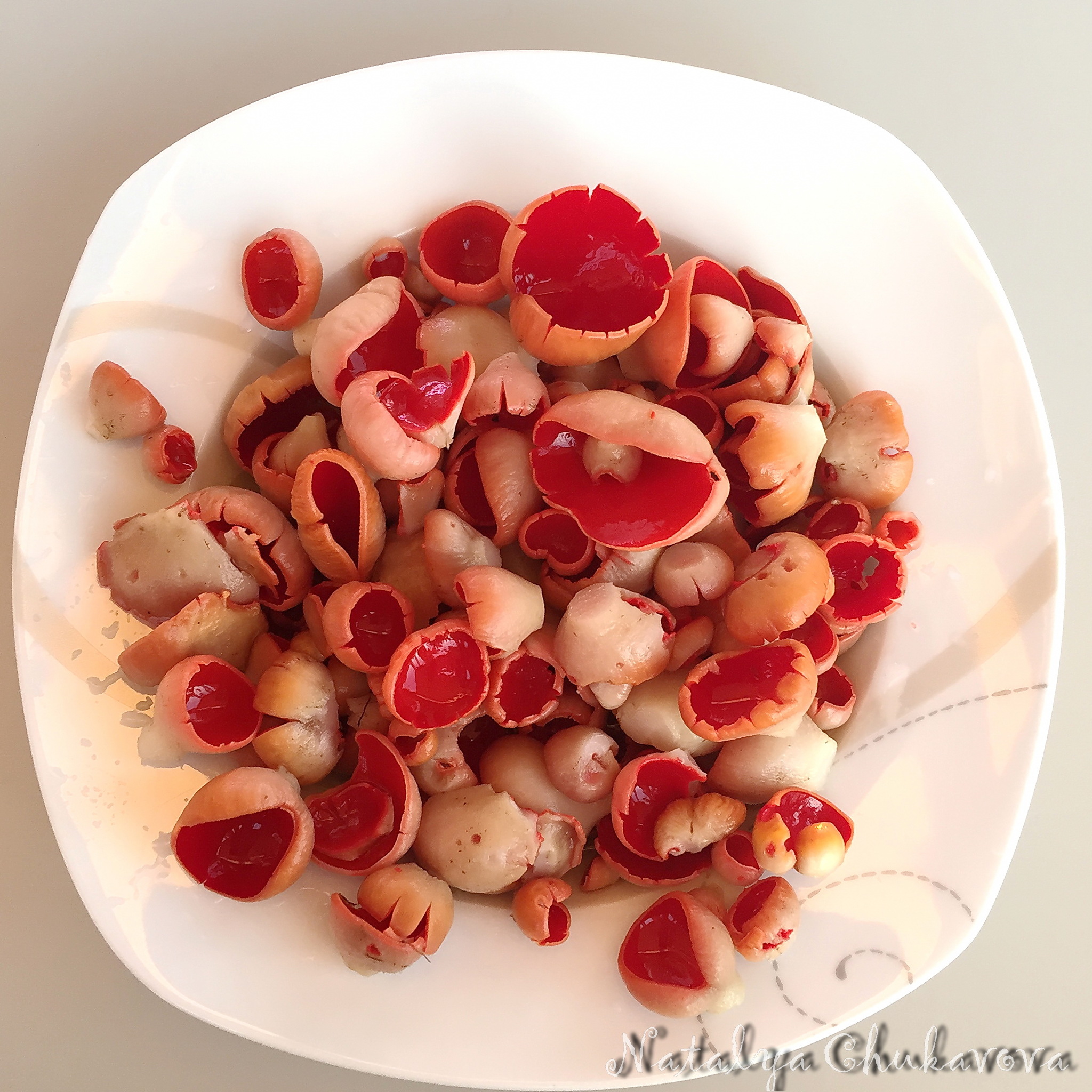 Sarcoscypha austriaca, edible mushroom - My, Mushrooms, Mushrooms Art, Fungi, Recipe, Video, Longpost