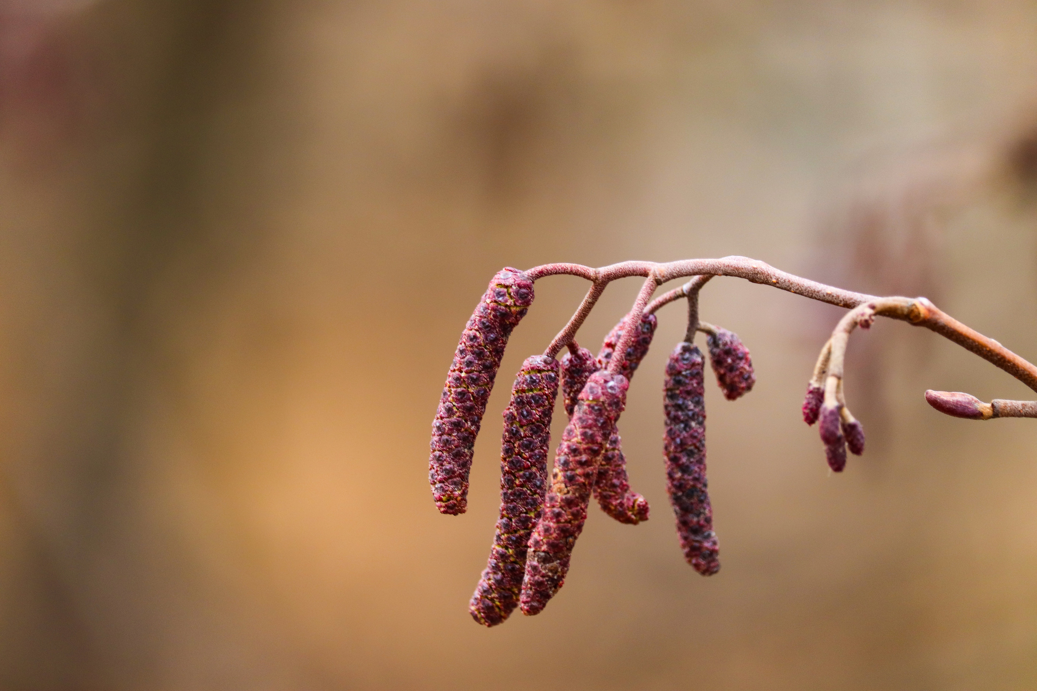 Spring - My, The photo, Spring, Nature, Flowers, Canon 800D, Canon EF-S 55-250, Longpost