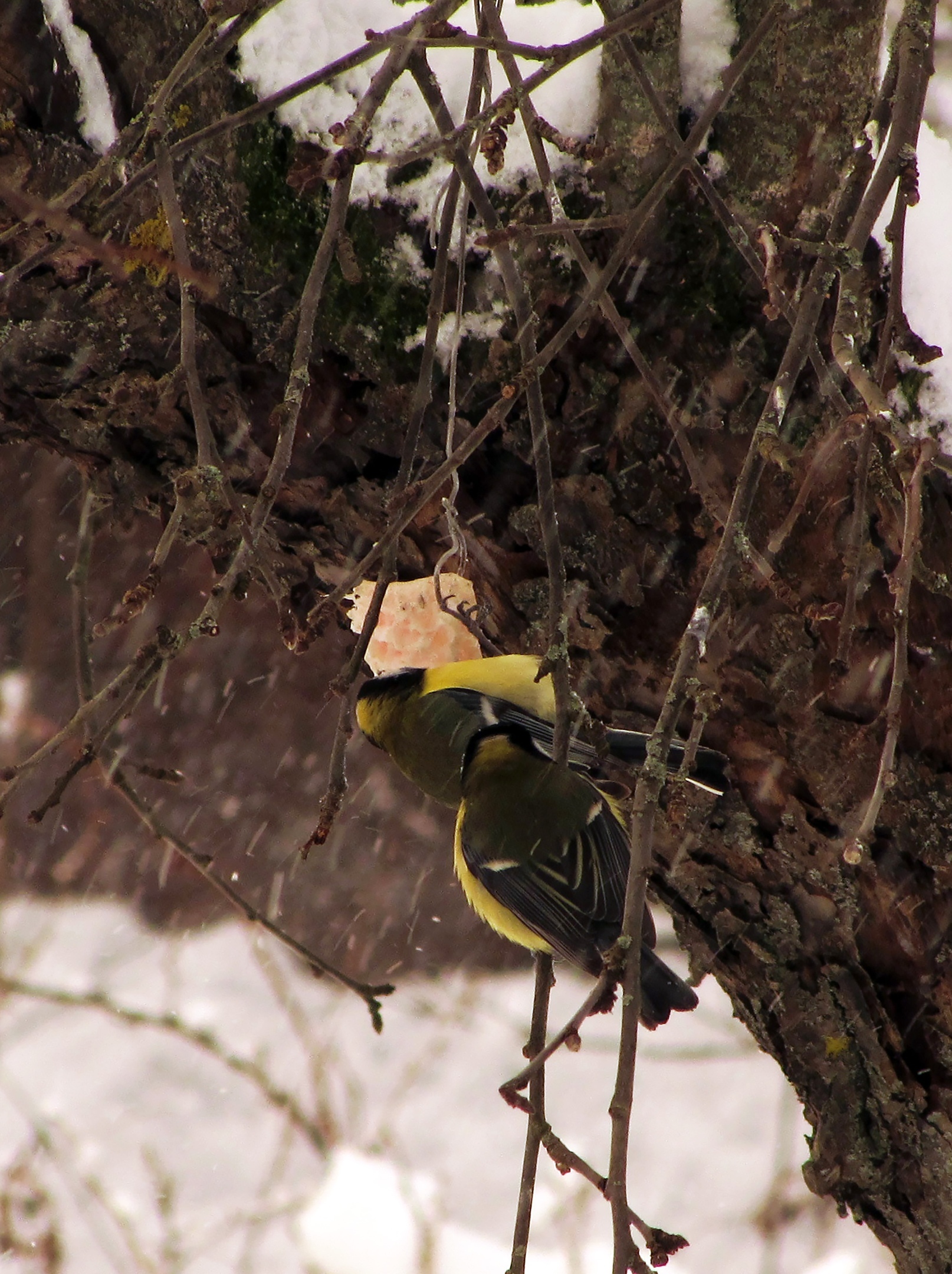 Birds of late spring winter - My, Nature, Winter, beauty, Birds, Spring