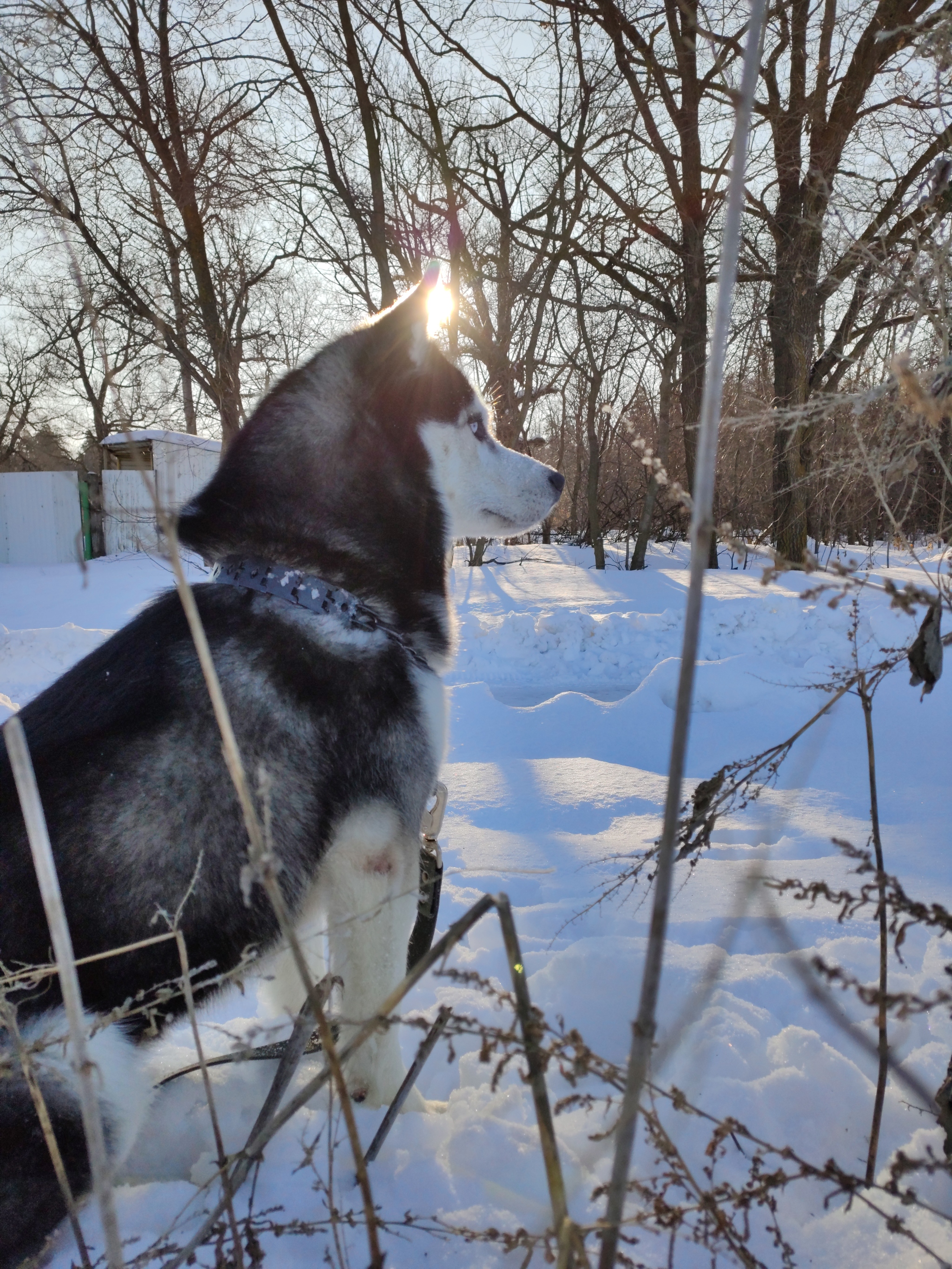 Lost Siberian Husky (Found!) - My, The dog is missing, Tolyatti, No rating, Husky, Siberian Husky, Longpost, Dog