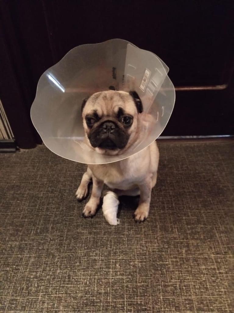 Apparently his mother gave birth on Monday - My, Pug, Dog, Misfortune, Joy, Absurd, Longpost