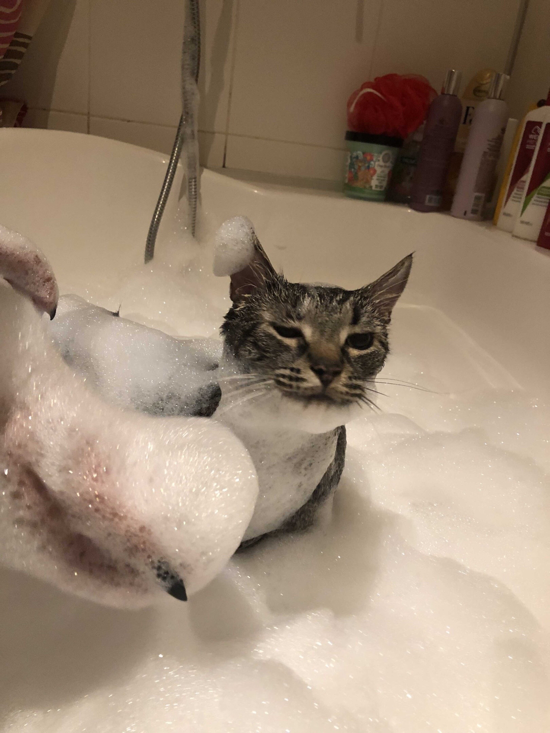 Котики купаются в ванне