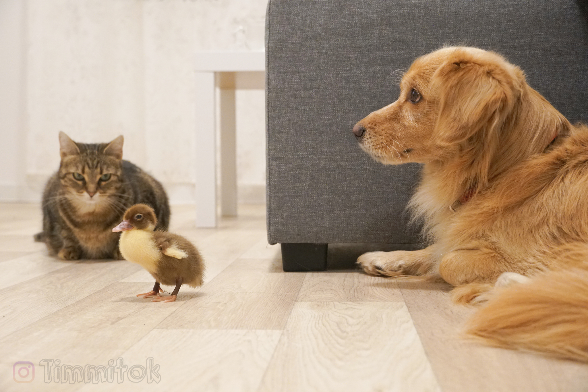 This look - Cats and dogs together, Dog, Duck, cat