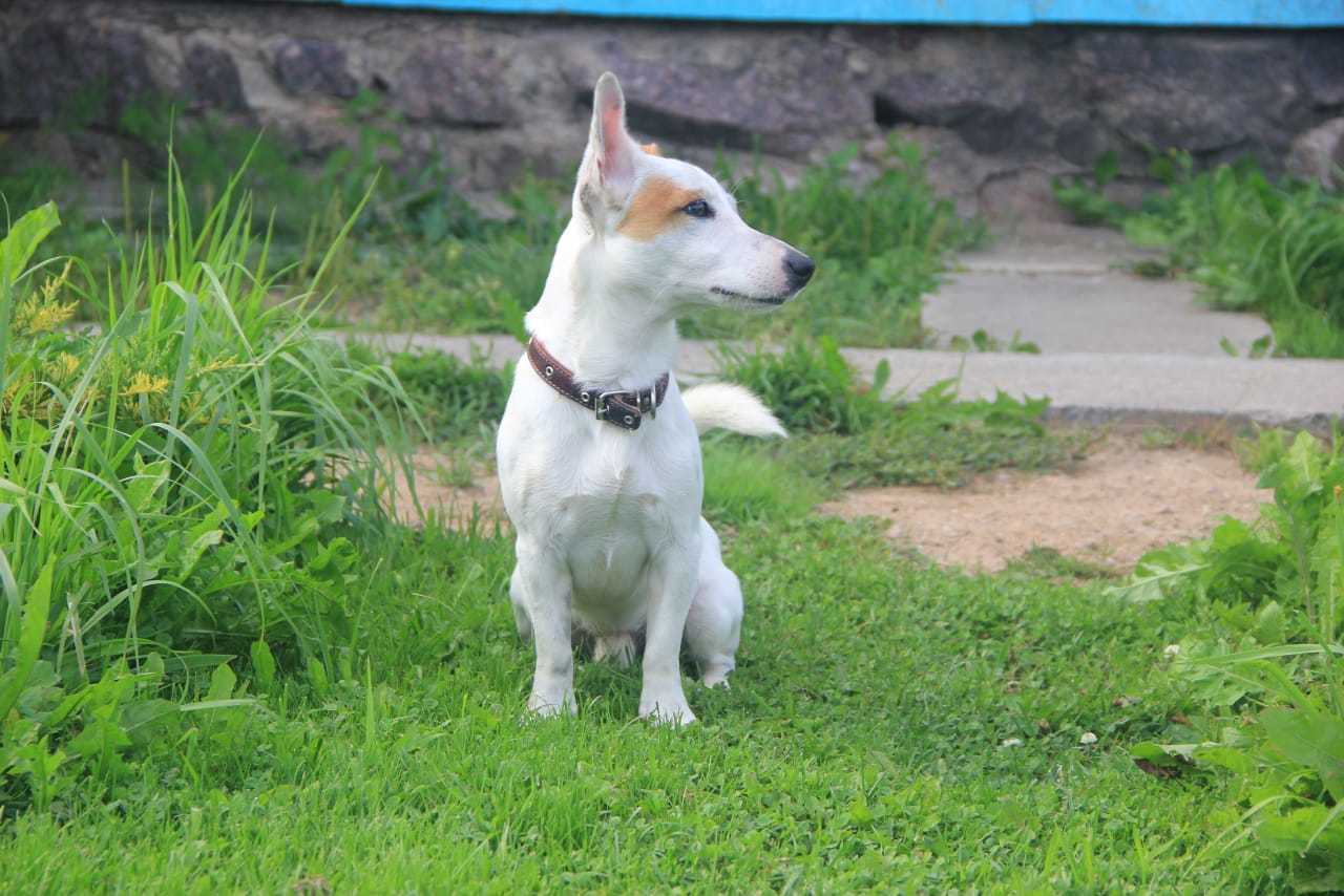 A very smart and thoroughbred dog is looking for a faithful owner - My, Dog, House, Foster family, Pskov, In good hands, Jack Russell Terrier, No rating