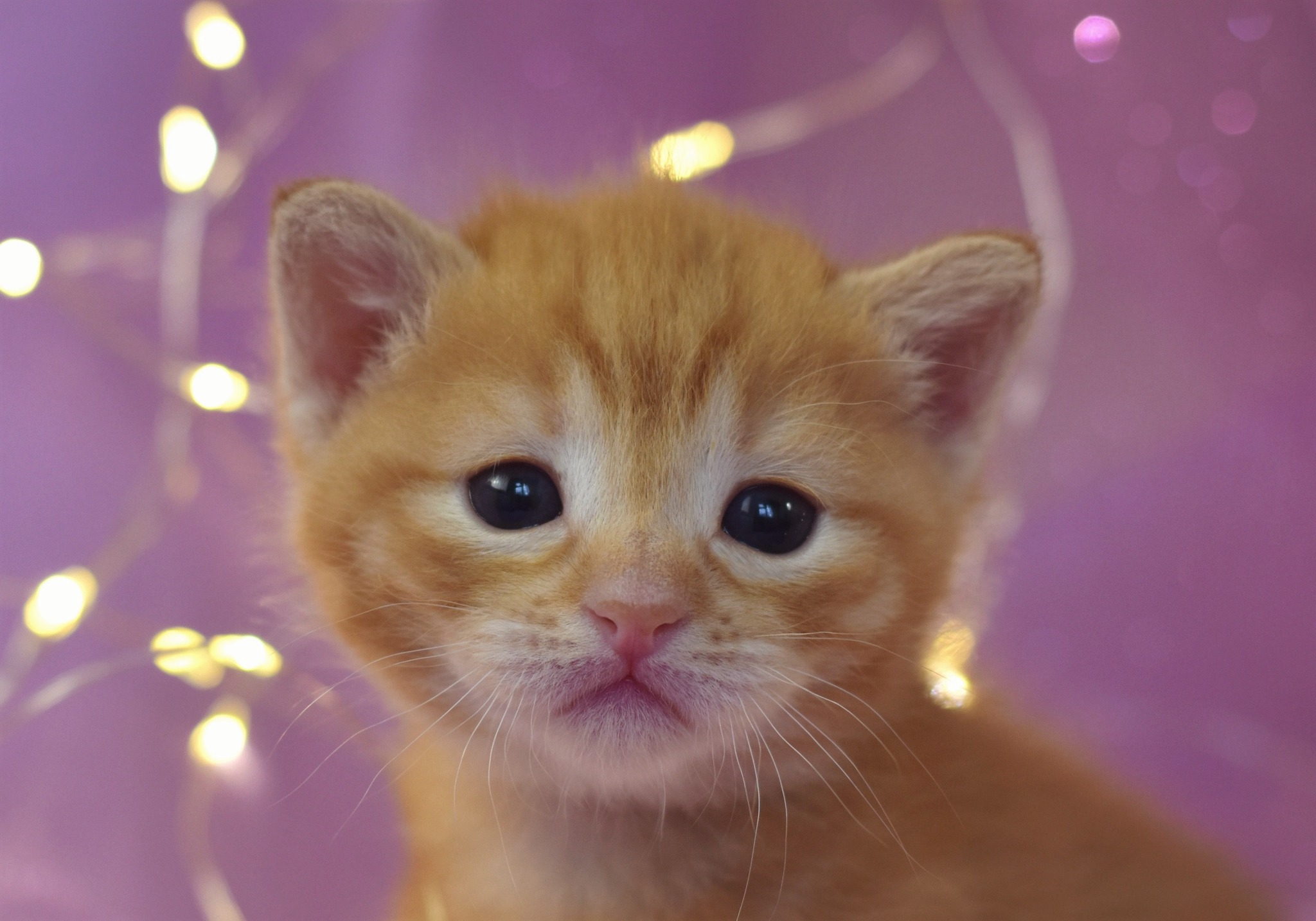 The cutest three week old kittens - My, cat, Catomafia, Pets, Pet, Kittens, Milota, The photo, Longpost