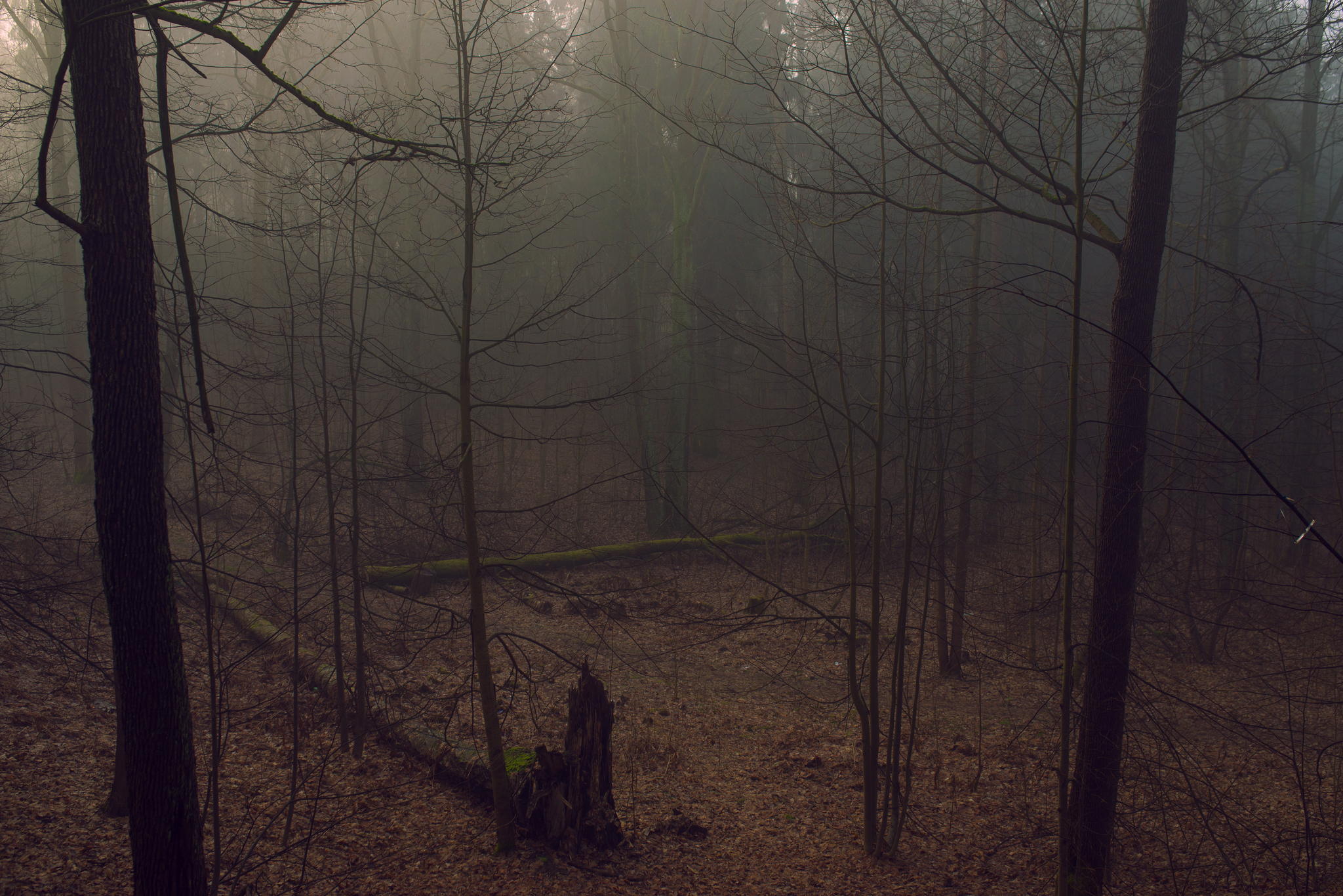 Morning forest - My, The photo, Nature, Forest, Fog, beauty of nature, beauty, Photographer