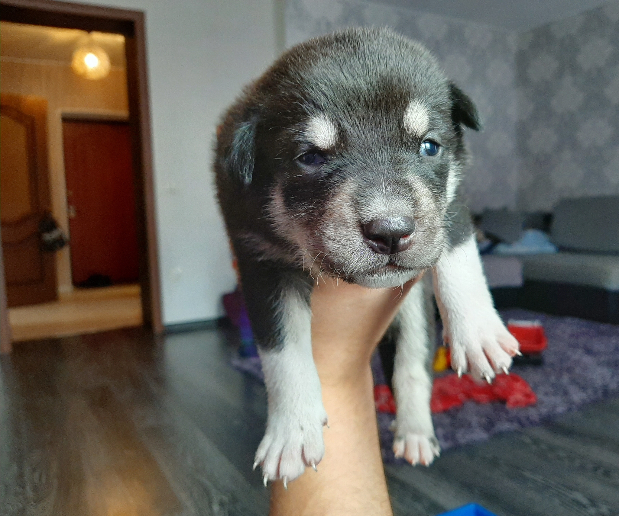 PAW Patrol - My, Voronezh, Dog, Puppies, In good hands, No rating, Longpost