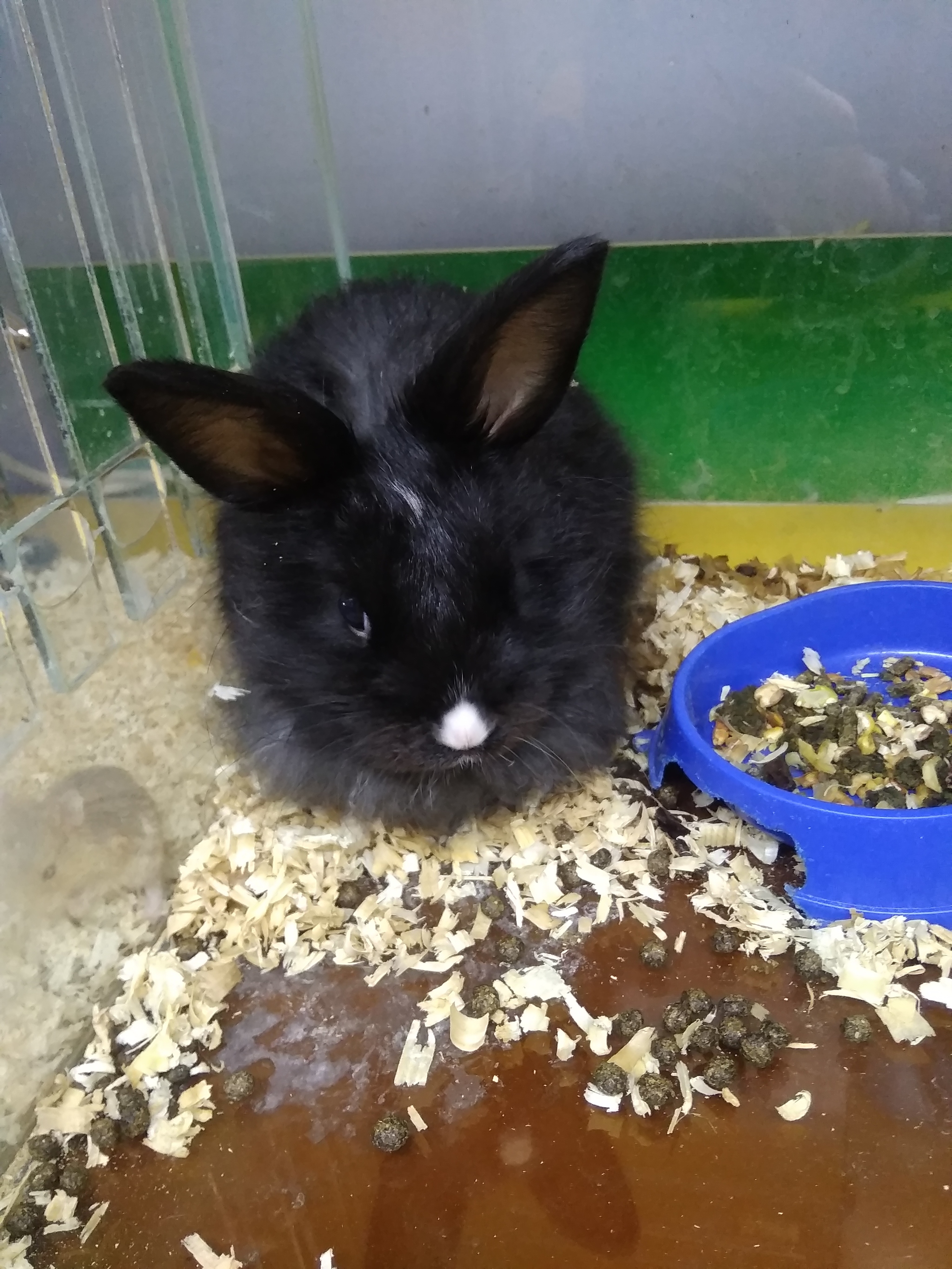 Saving Private Roger - My, Animal Rescue, Dwarf rabbits, Milota, Animals, Longpost