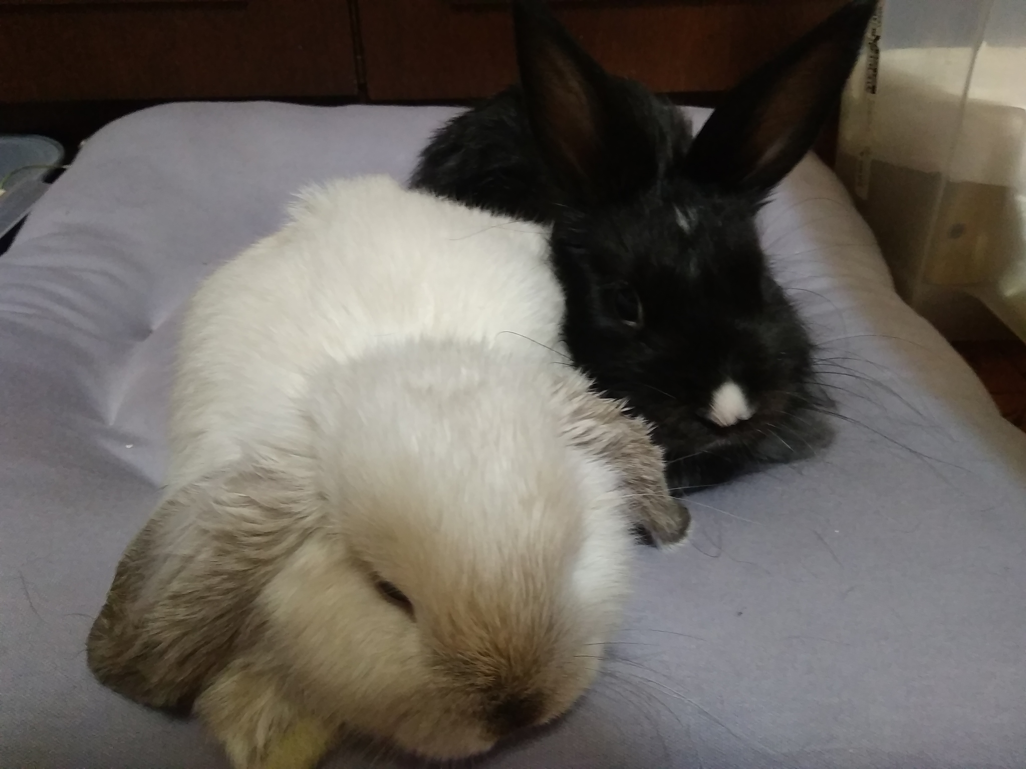 Saving Private Roger - My, Animal Rescue, Dwarf rabbits, Milota, Animals, Longpost