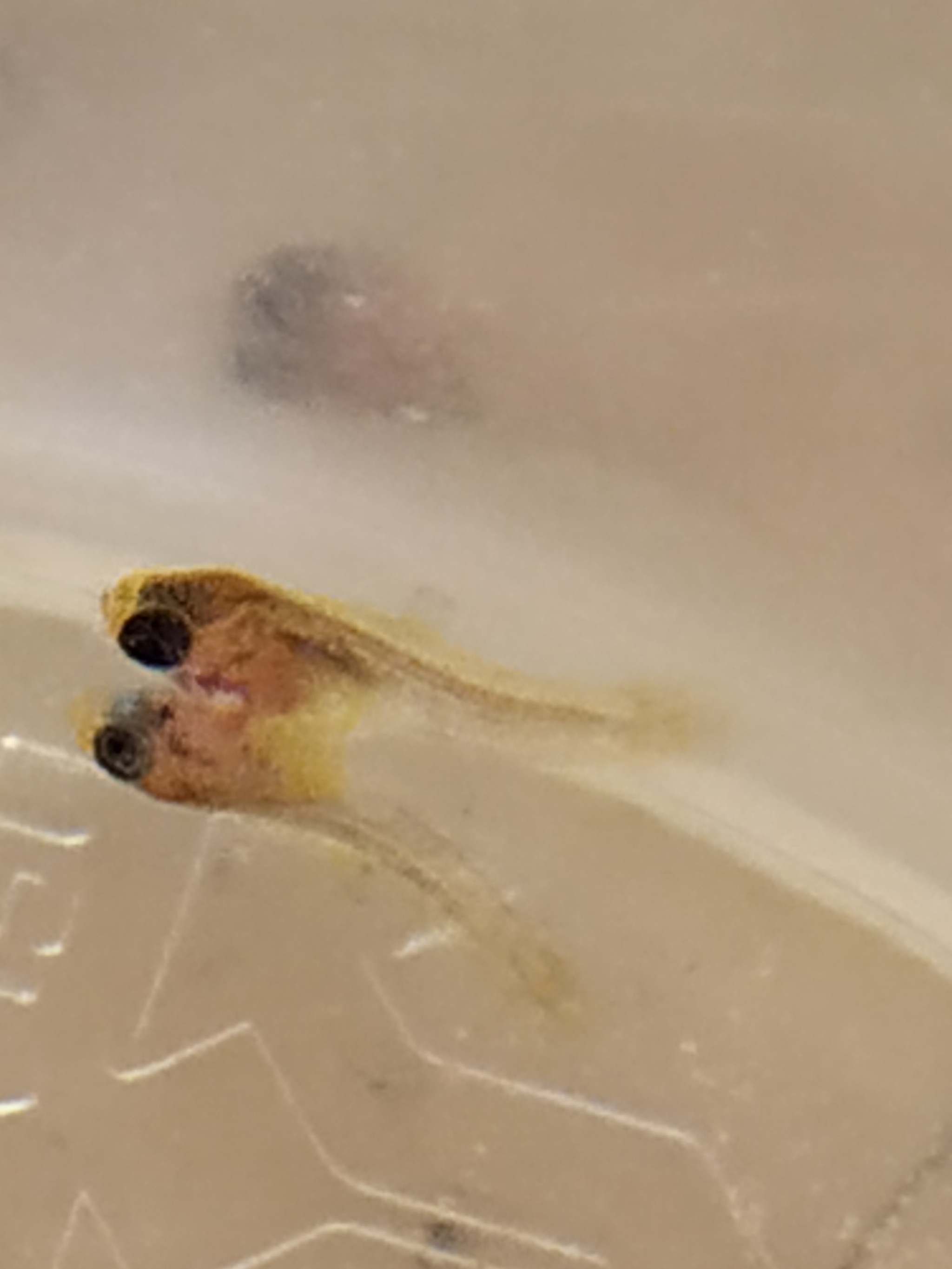 Siamese twins - My, Longpost, Tag for beauty, Mutation, Guppy, Aquarium, Help