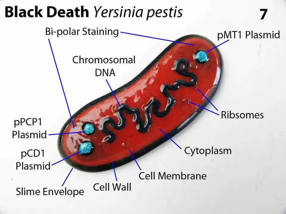 The evolution of living organisms happening right before our eyes - My, Bacteria, Virus, AIDS, Hiv, Plague, Rabies, Evolution, Rabbit, Longpost