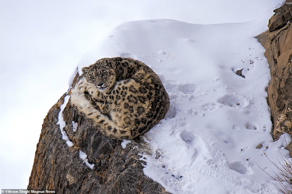 Mother snow leopard with 18-month-old 'kittens' in the Himalayas - Snow Leopard, Grace, Longpost, Big cats