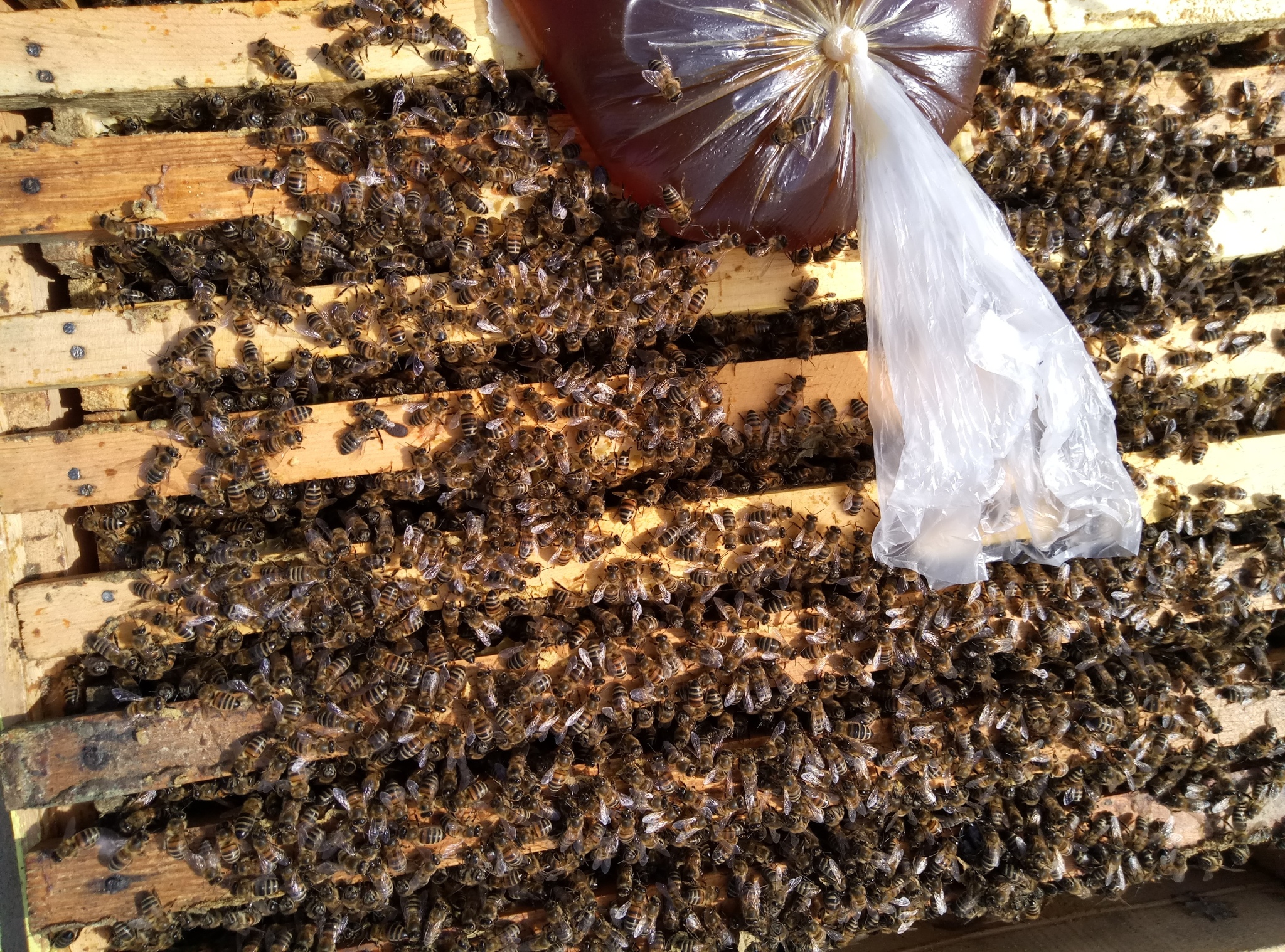Feeding bees in spring. What, how and why? - My, Apiary, Beekeeping, Beekeeper, Nature, Bees, Insects, Garden