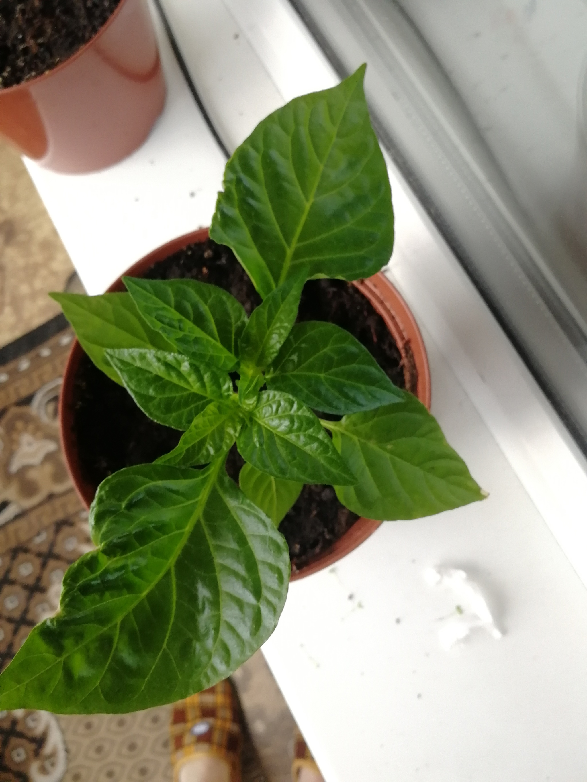 Chocolate habanero pepper report - My, Habanero, Hot peppers, Vegetable garden on the windowsill, Pepper farming, Longpost