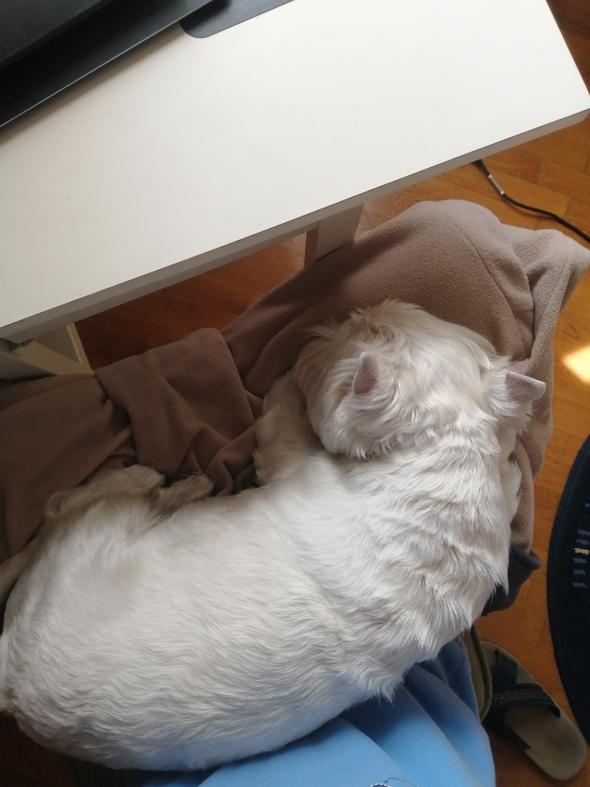 When mom is home - My, Remote work, Dog, West Highland White Terrier