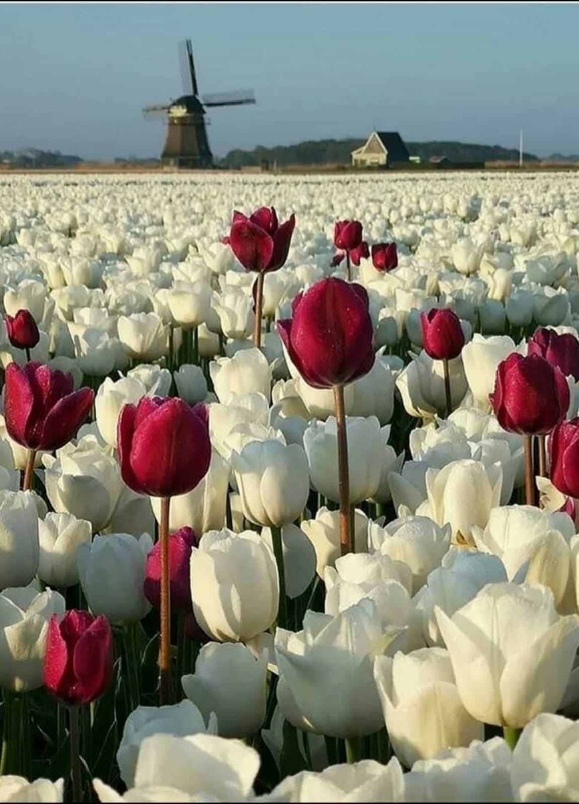 Sea of ??tulips - Tulips, Flowers, The photo, Nature