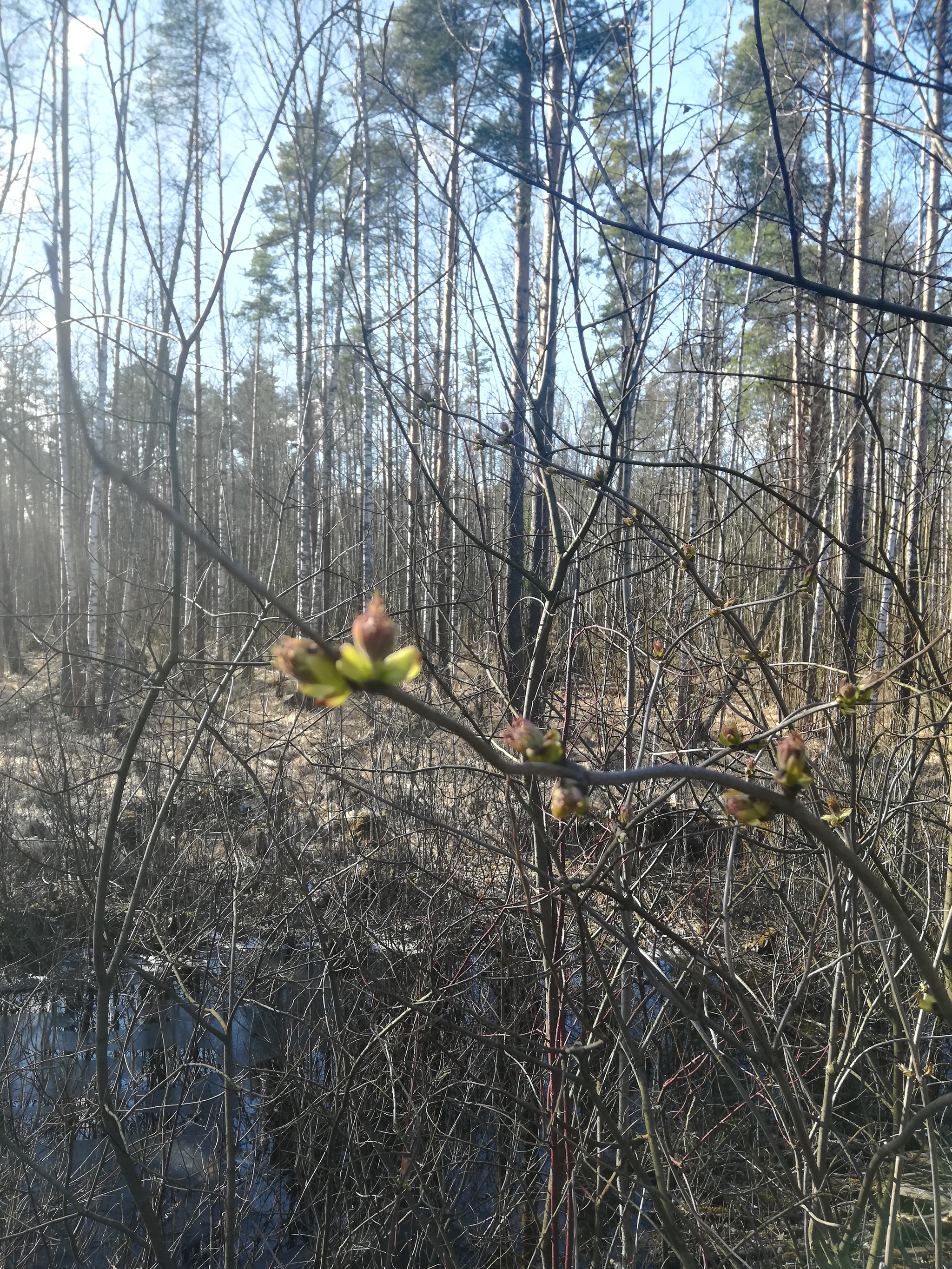 Spring came! It's great in the forest, as always! - My, Forest, Spring, Longpost