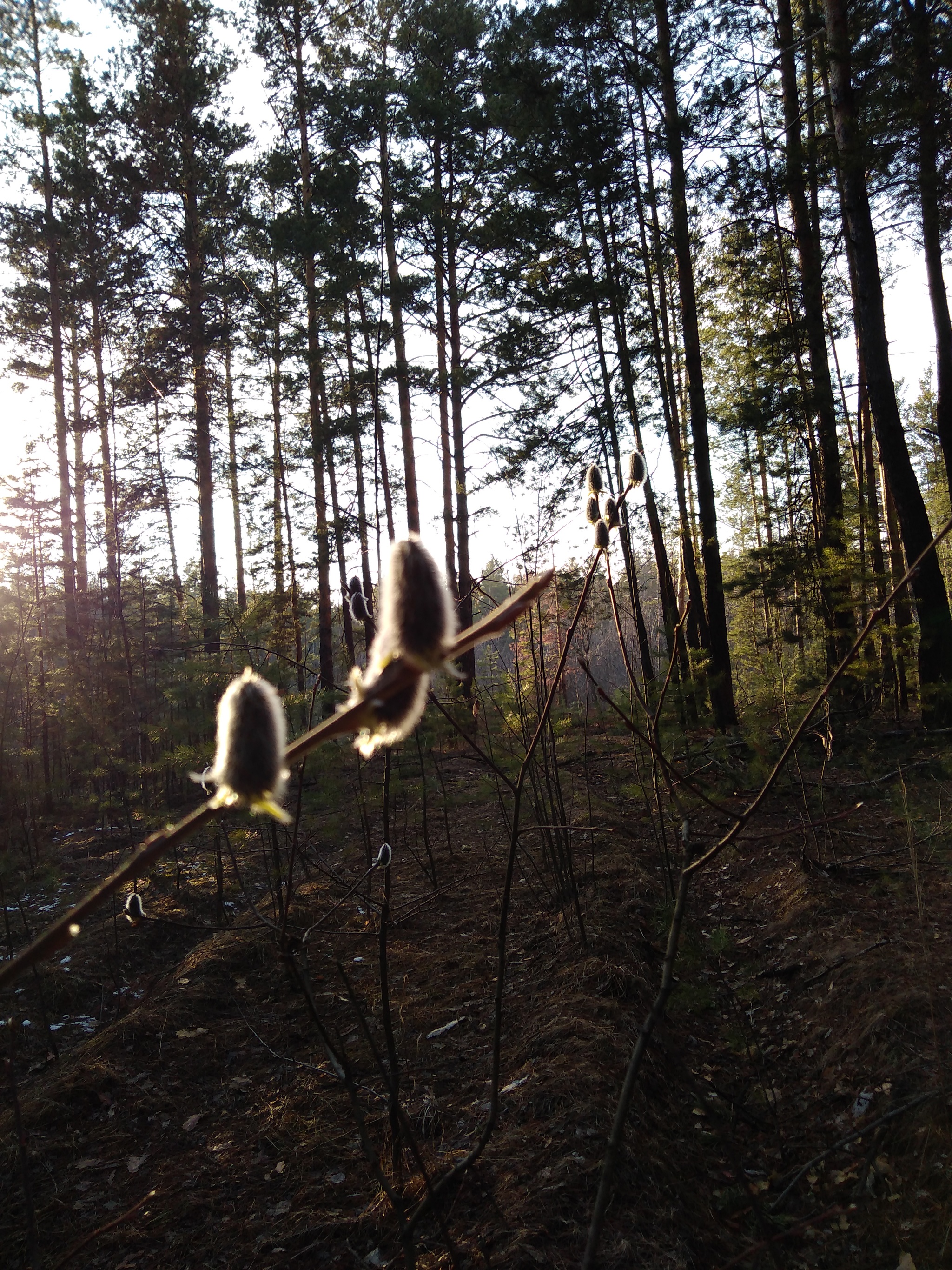 Ode to the ribbon pine forest - My, Poems, Poem in prose, Tape bur, Pinery, Altai Republic, Forest, Pine, Longpost