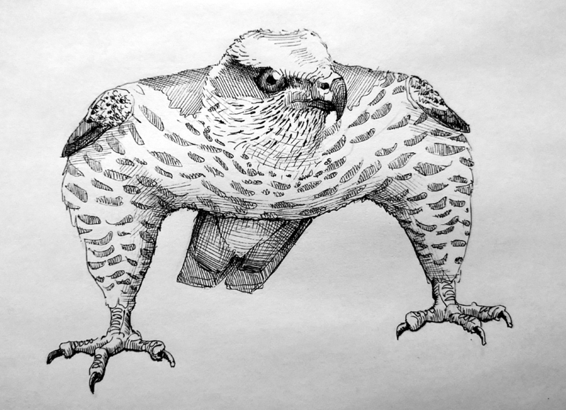 goshawk - Hawk, Birds, Drawing, Humor