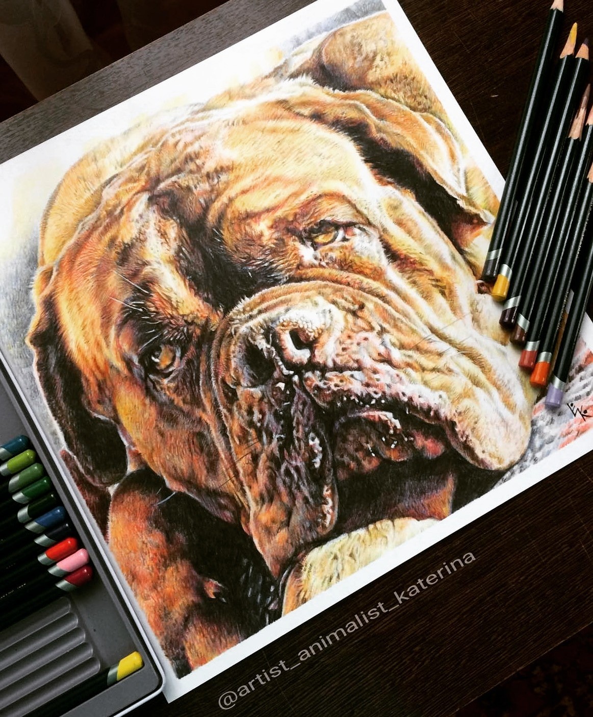 Just Nyusha (Dogue de Bordeaux). Portrait made with Derwent Artist colored pencils - My, Dog, Drawing, Great Dane of Bordeaux, Creation, Colour pencils, Longpost