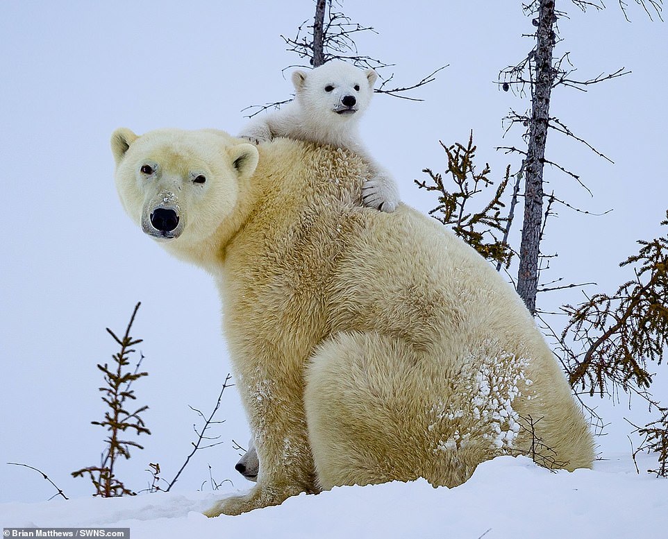 Mama bear with babies - Polar bear, Milota, Longpost, Animals, Nature, Young