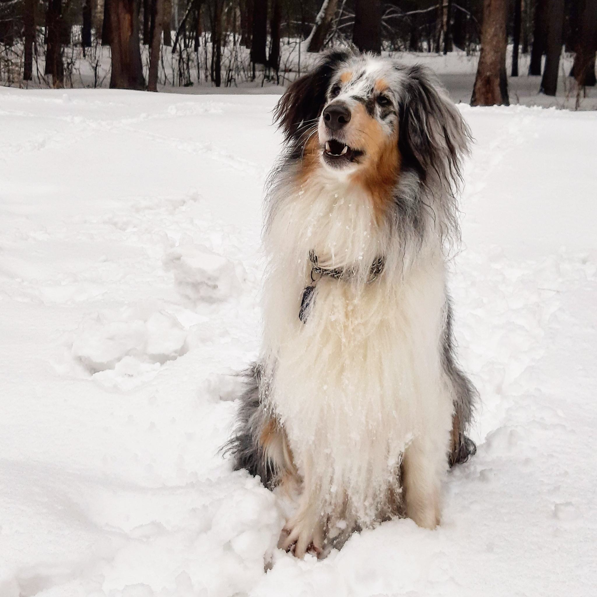 Catching winter - My, Pets, Dog, Sheltie, Garrosh Hellscream