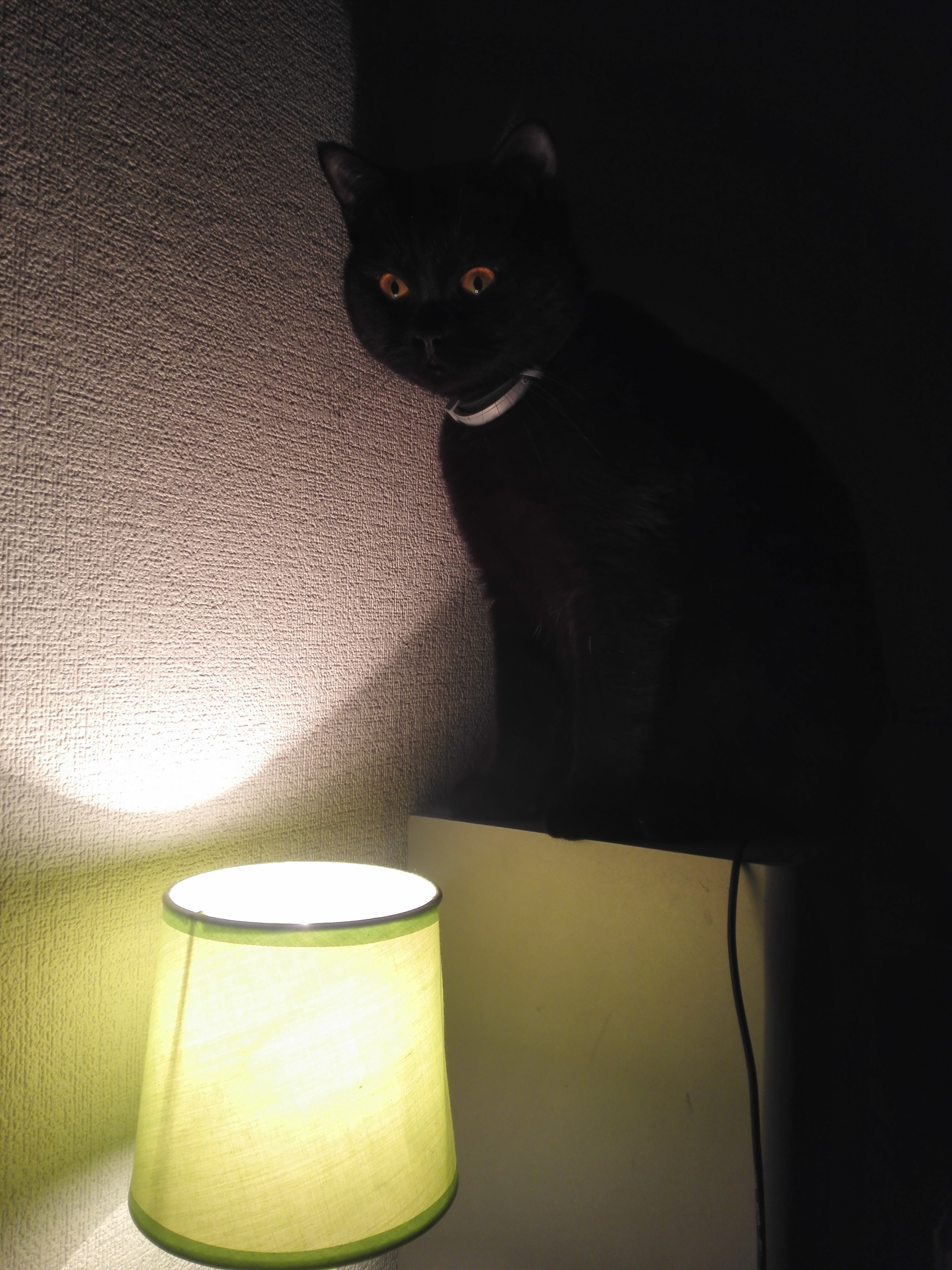 When your cat gets stuck in Rust - My, Catomafia, Cat with lamp, cat