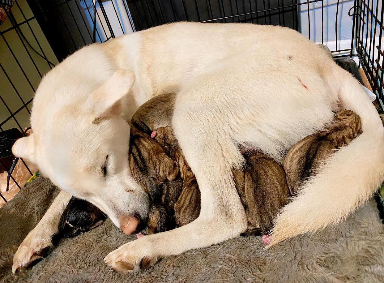 Tired mom and her 9 puppies - Dog, Mum, Motherhood, Puppies, Milota, Fatigue