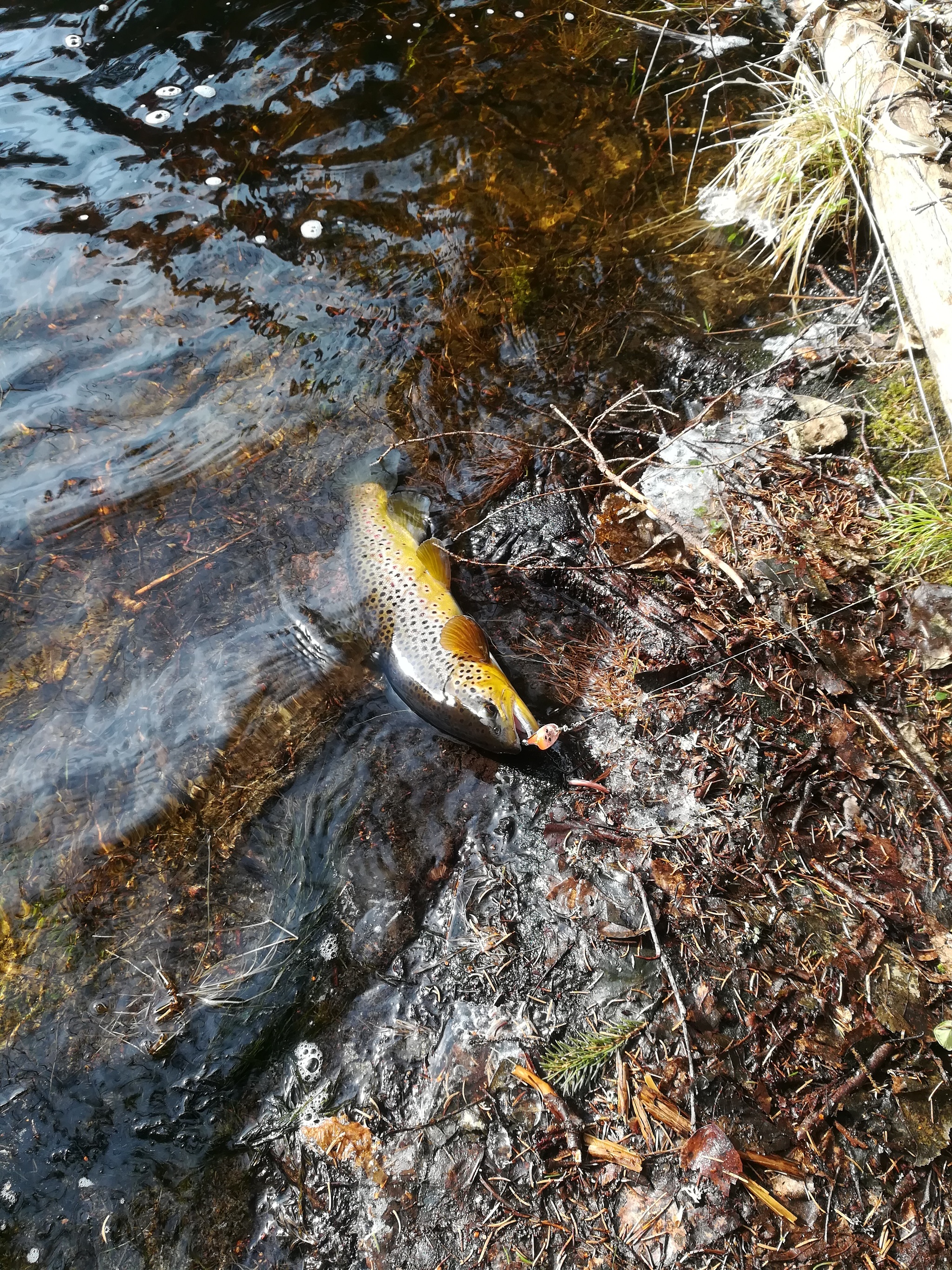 Spring trout - My, Brown trout, Spinner