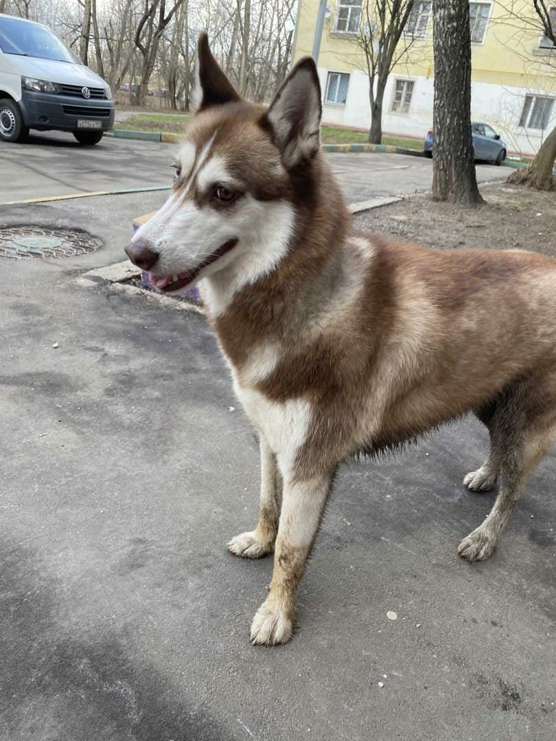 Help me find the dog - My, The dog is missing, Husky, Longpost, Dog, Help, Moscow, Butovo, No rating