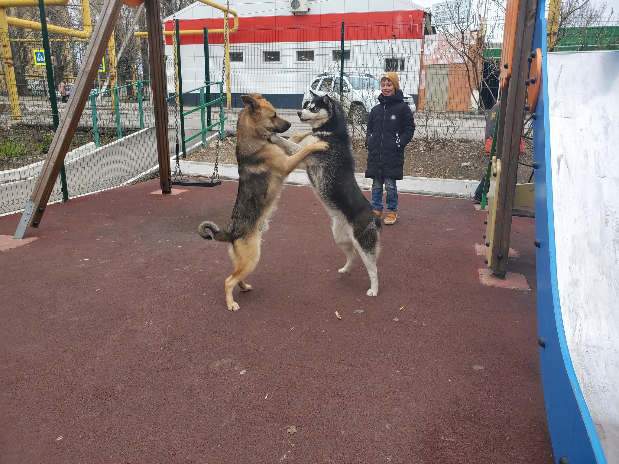 Dog Waltz - My, Husky, Dog, Dancing, Longpost