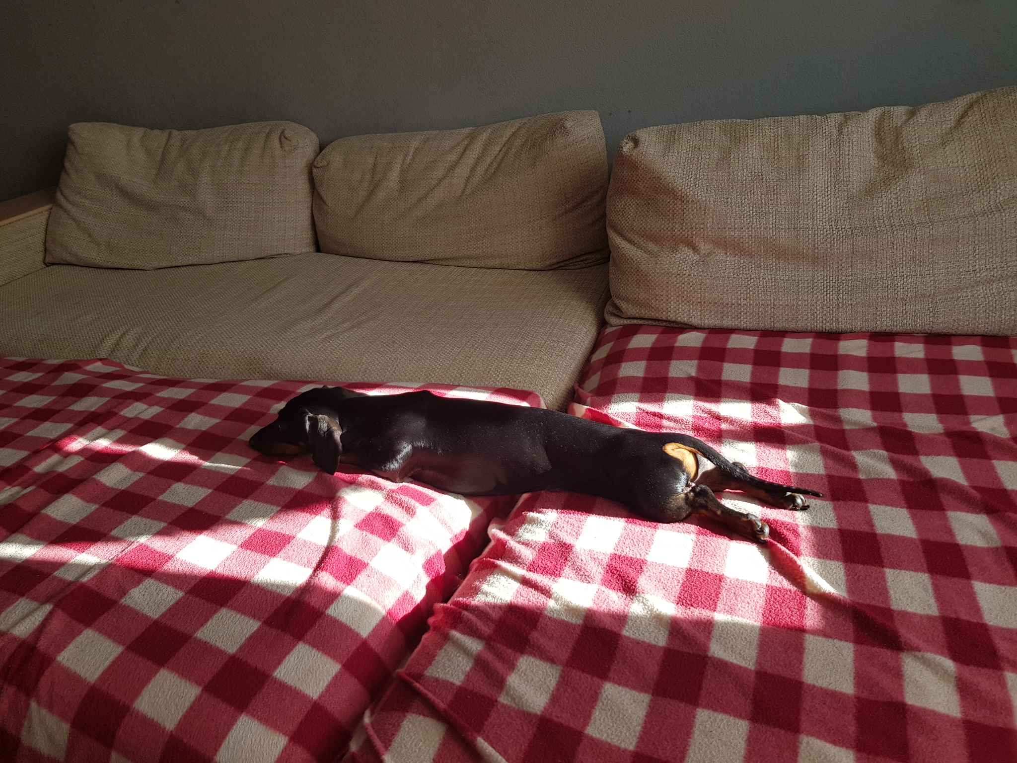 Relaxing at home - My, Dog, Dachshund, Quarantine