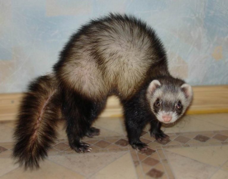 A pack of ferrets - Ferret, Milota, Longpost