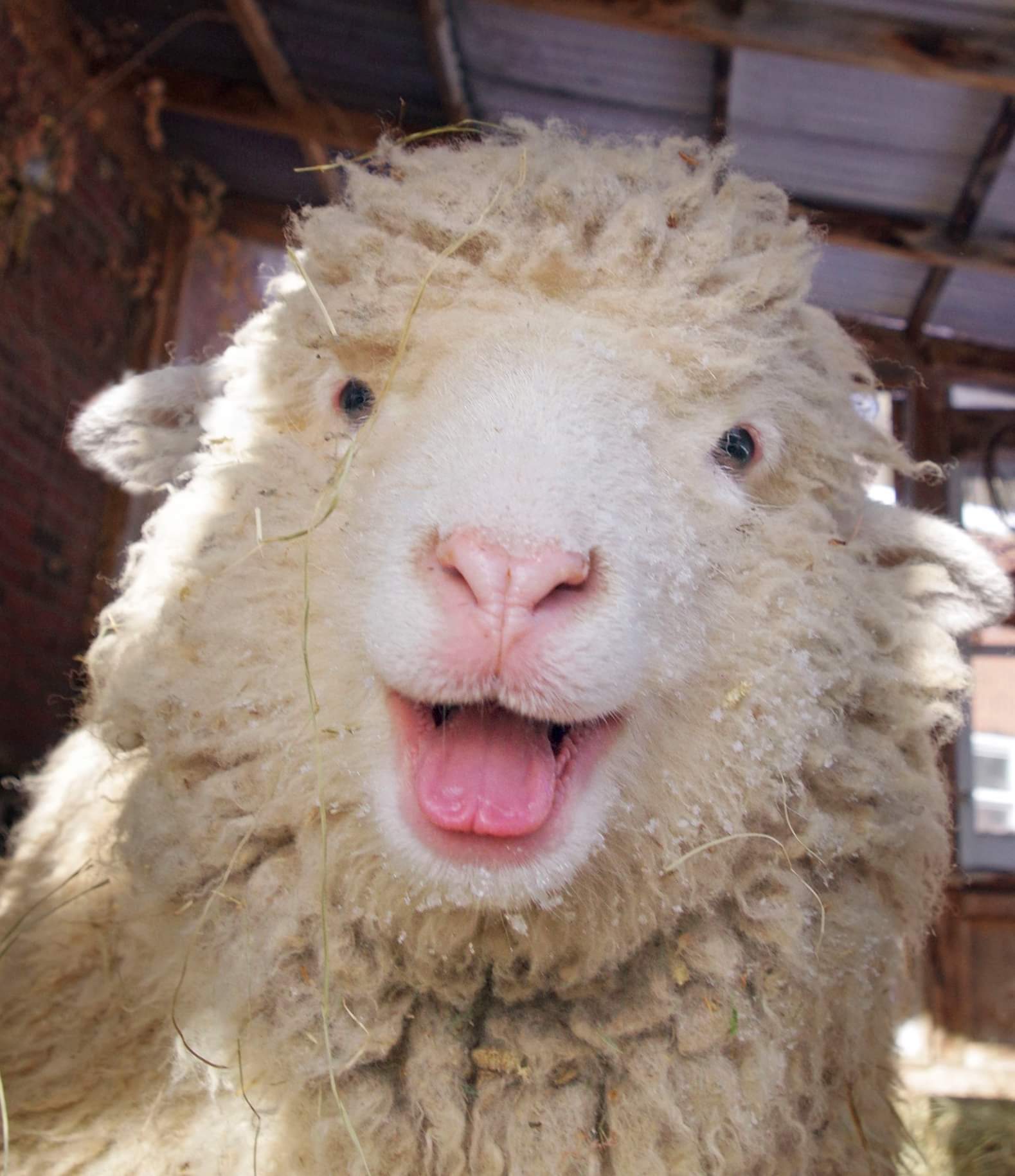 Cuteness - Lamb, Smile, Animals, Longpost