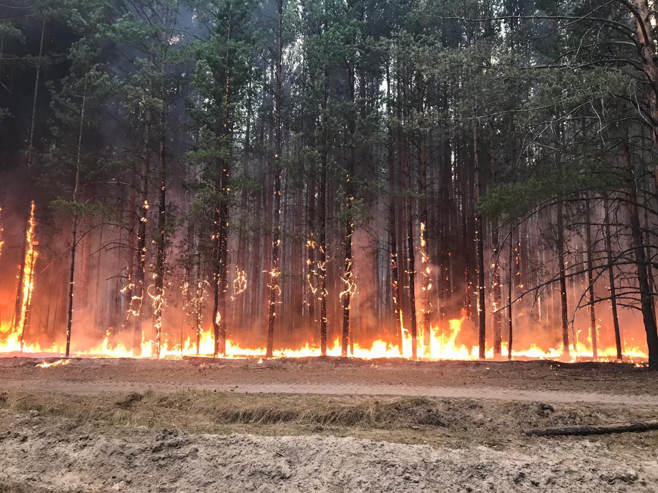 There is a fire-fighting campaign “Stop the Fire!” in Russia. About the dangers of forest fires - Avialesokhrana, Forest fires, Fallen Grass