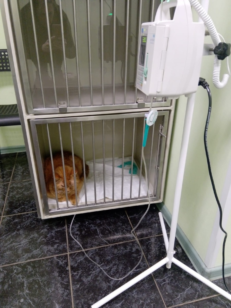 We decided to help a gentle ginger cat with an abscess. And they sailed. The cat turned out to be diabetic - My, cat, No rating, Diabetes, Video, Longpost, Negative