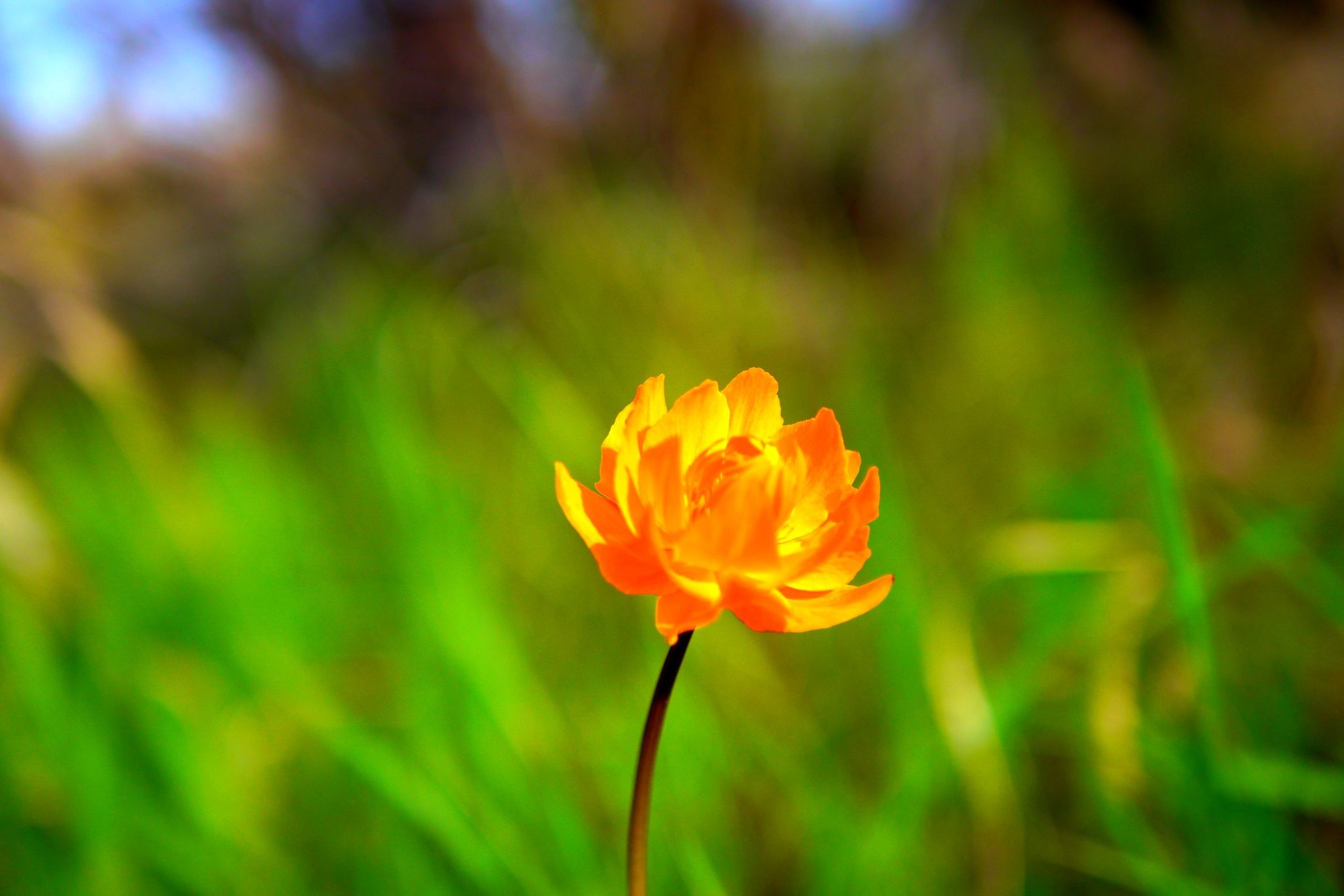 Flower - My, Frying, Summer